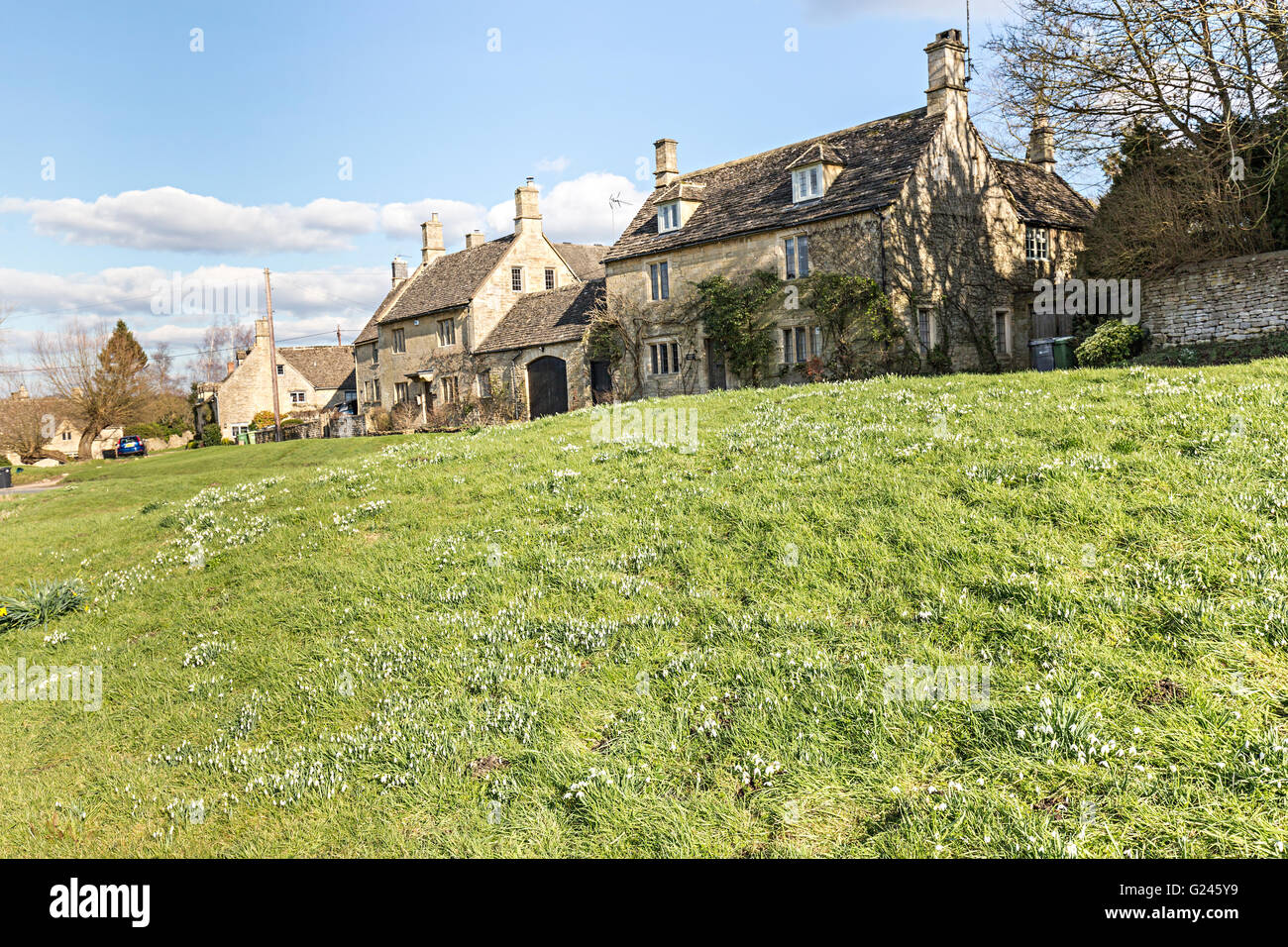 Schneeglöckchen, kleines Barrington, Gloucestershire, England, Vereinigtes Königreich Stockfoto