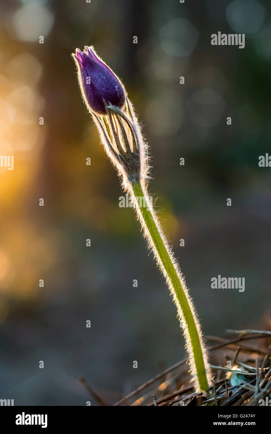 Östlichen Küchenschelle (Pulsatilla Patens) Stockfoto