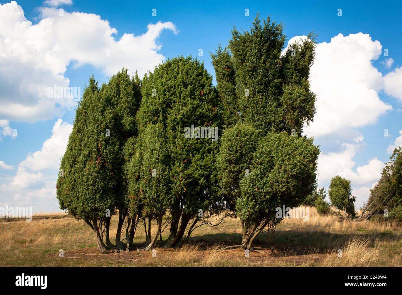 Europa, Deutschland, Nordrhein-Westfalen, Ruhrgebiet, Haltern am See, die Westruper Heide, Wacholder.  Europa, Deutschland, Nr. Stockfoto