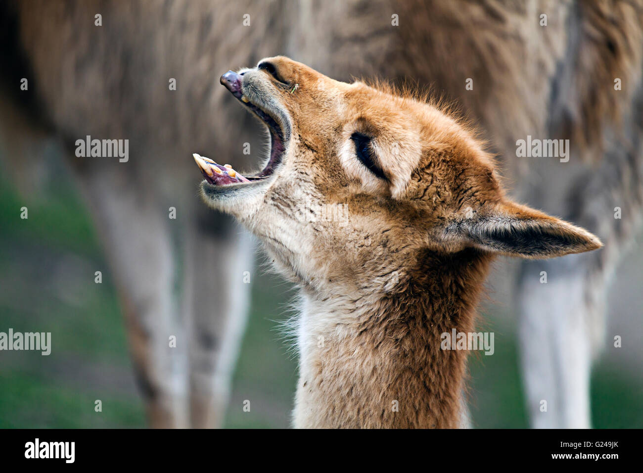 Vicuña (Vicugna Vicugna), Tiergarten Schönbrunn Zoo, Wien, Wiener, Österreich Stockfoto