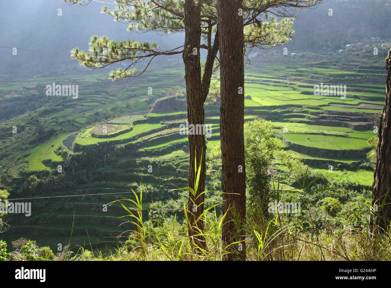 Sagada, Pinien und Reis Reisfelder, Cordillera nördlichen Luzon, Philippinen Stockfoto