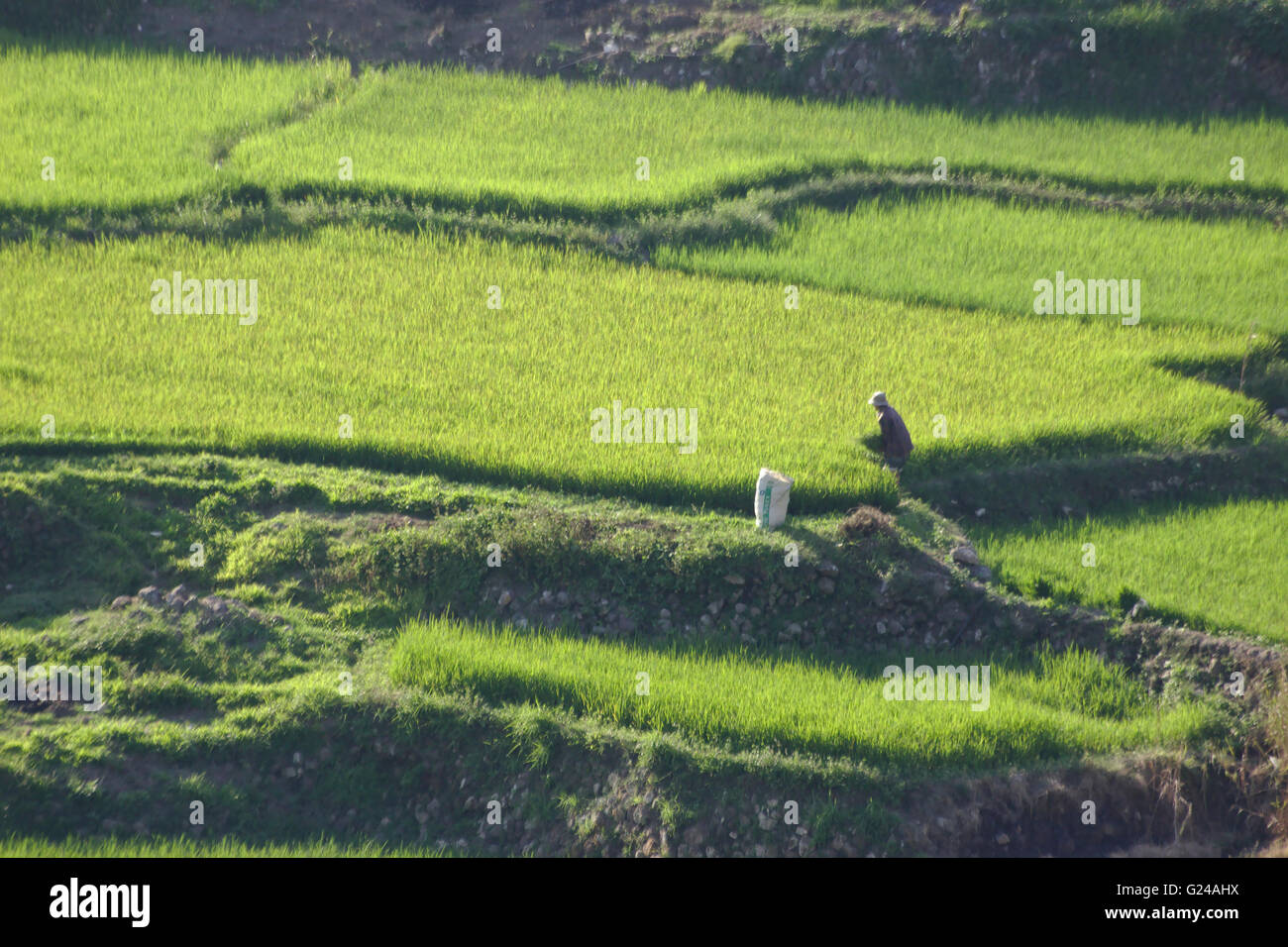 Reisfelder in der Nähe von Sagada, nördlichen Luzon, Philippinen Stockfoto