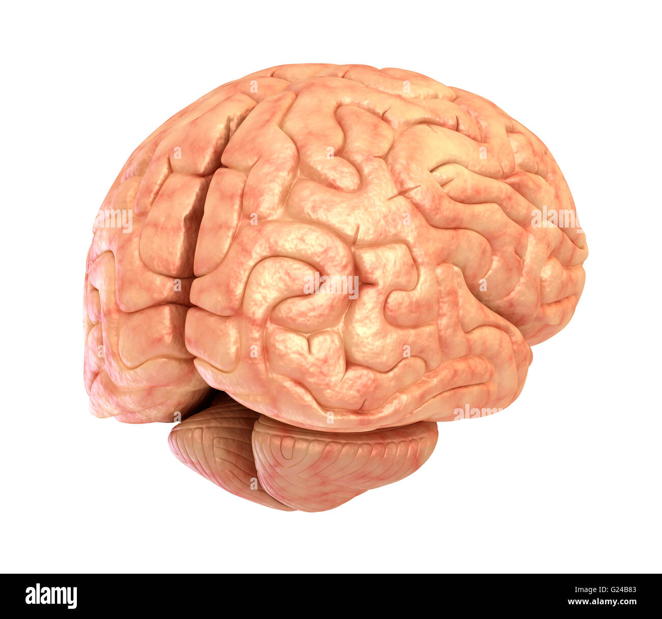 Menschliche Gehirn 3D-Modell, isoliert Stockfoto