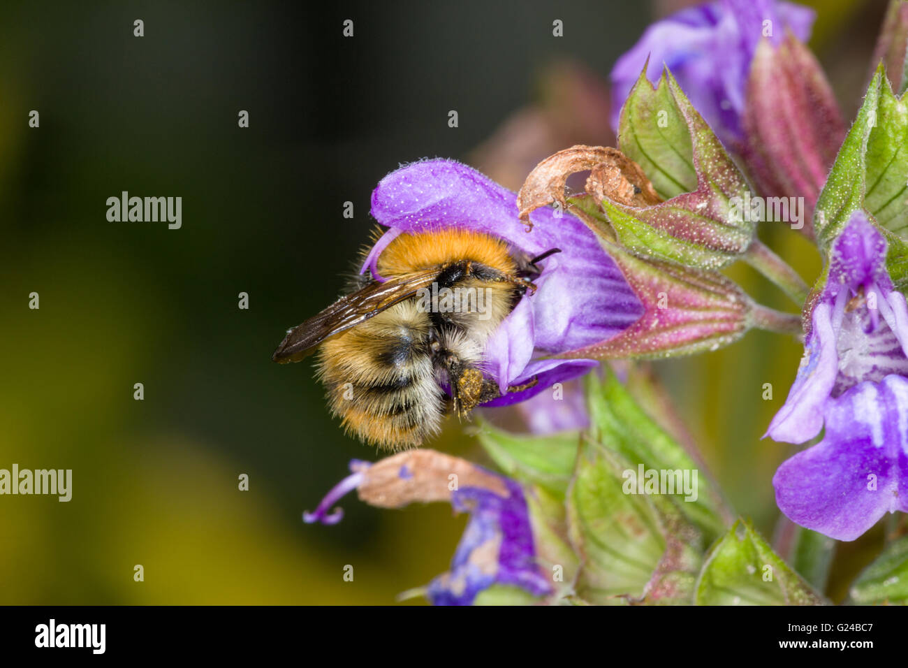 Gemeinsamen Carder Bumblebee Bombus Pascuorum Fütterung auf Gartenblumen. Stockfoto