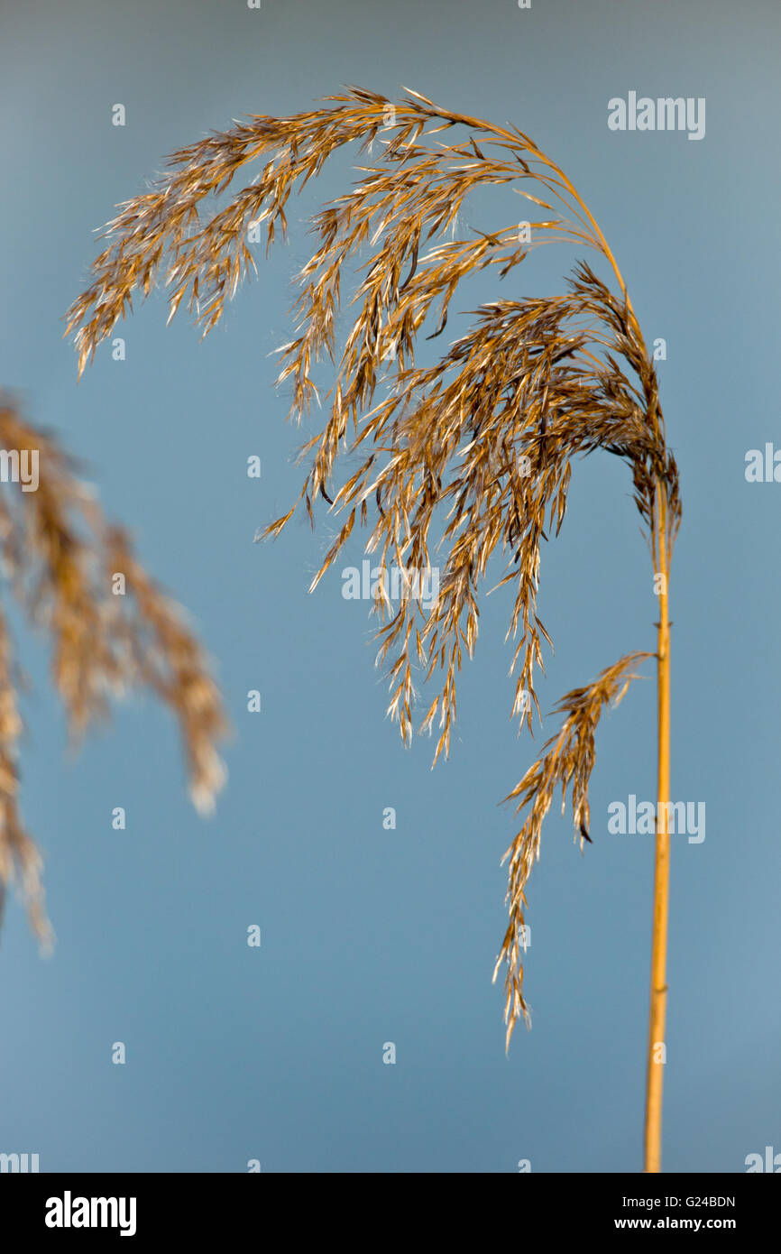 Gemeinsamen Schilf Phragmites Australis Saatgut Kopf Stockfoto