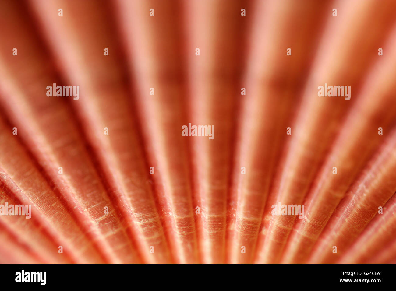 Makro-Bild der Jakobsmuschel Stockfoto