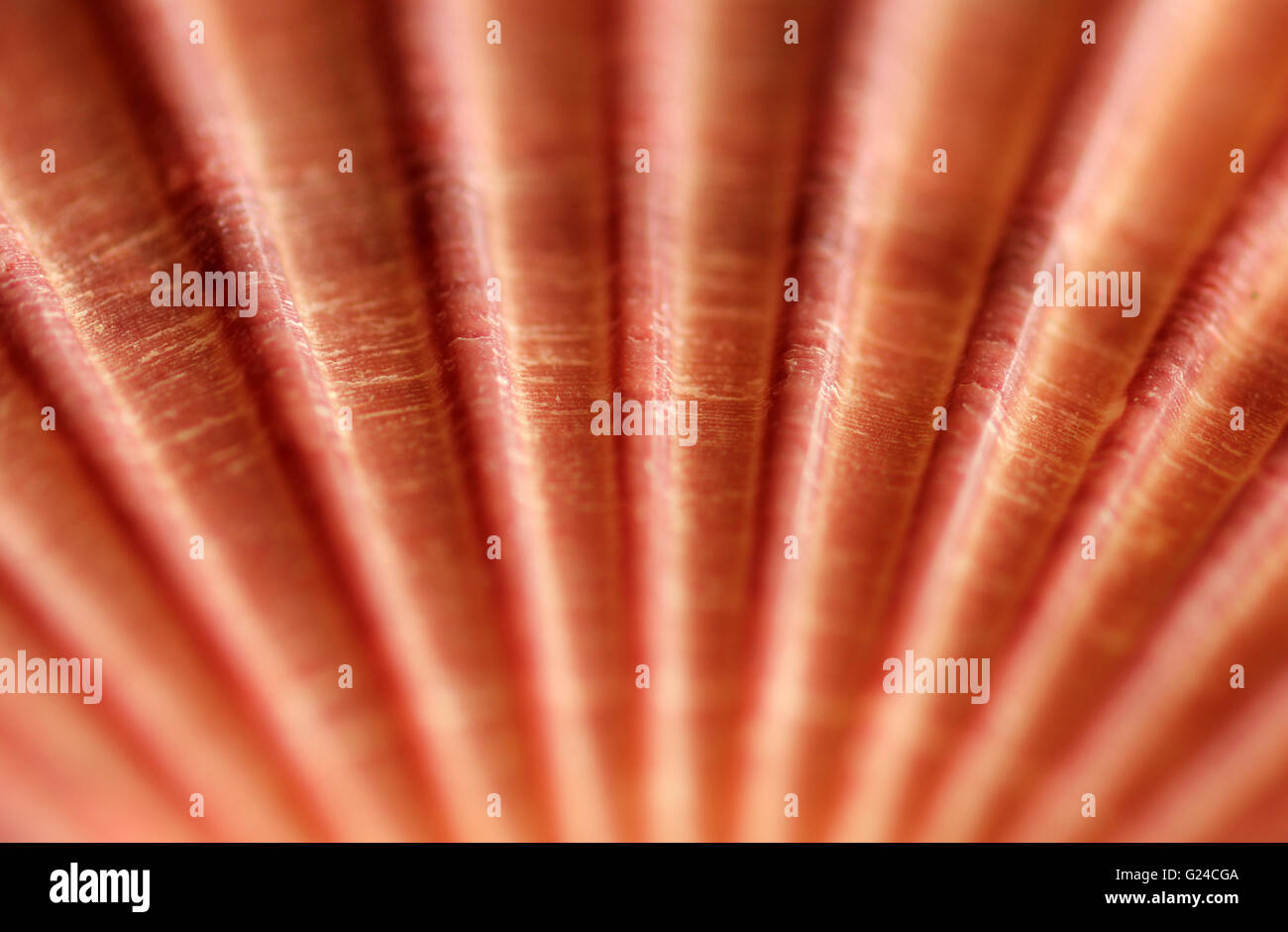 Makro-Bild der Jakobsmuschel Stockfoto