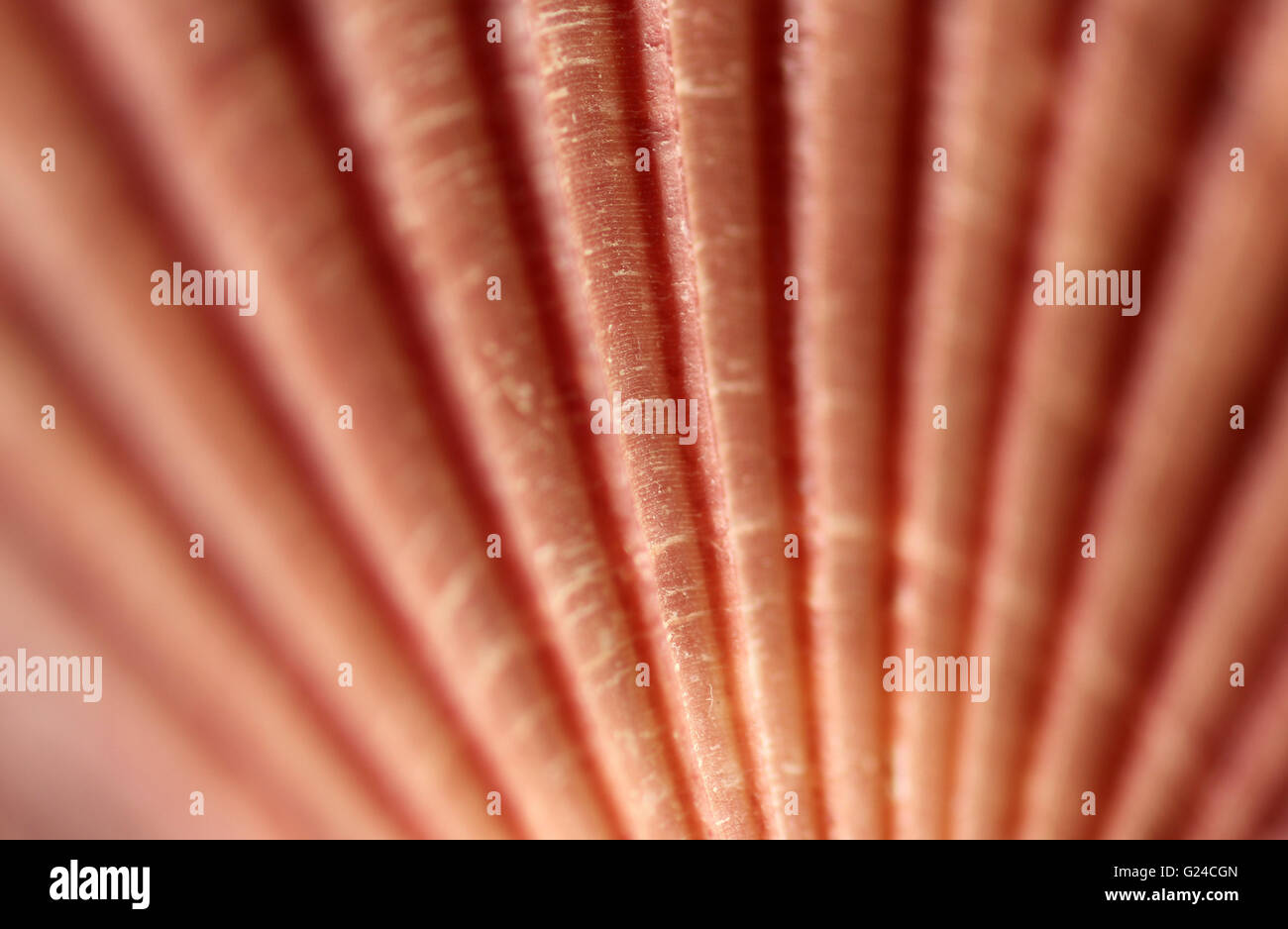 Makro-Bild der Jakobsmuschel Stockfoto