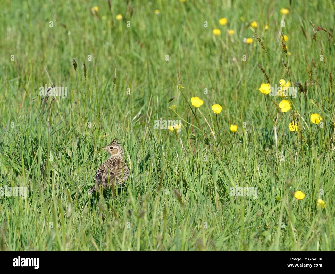 Eine Feldlerche (Alauda Arvensis) in einer Butterblume Wiese auf der Südküste von England Stockfoto