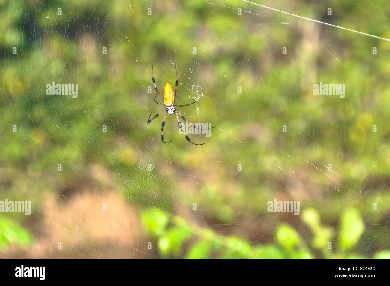 Der Goldene Seide Spider, Florida Stockfoto