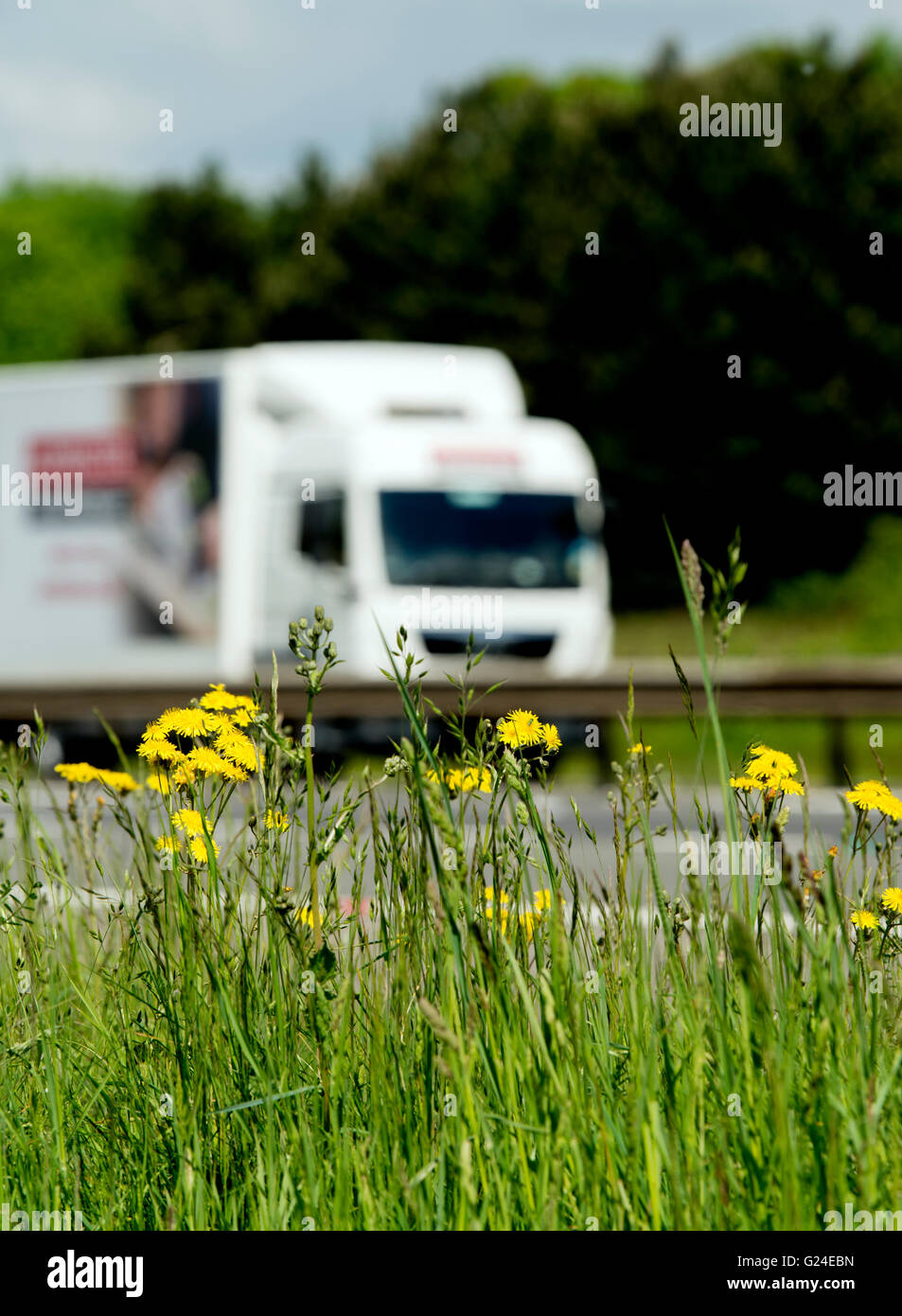 Blumen am Rande M40 Autobahn, Warwickshire, UK Stockfoto