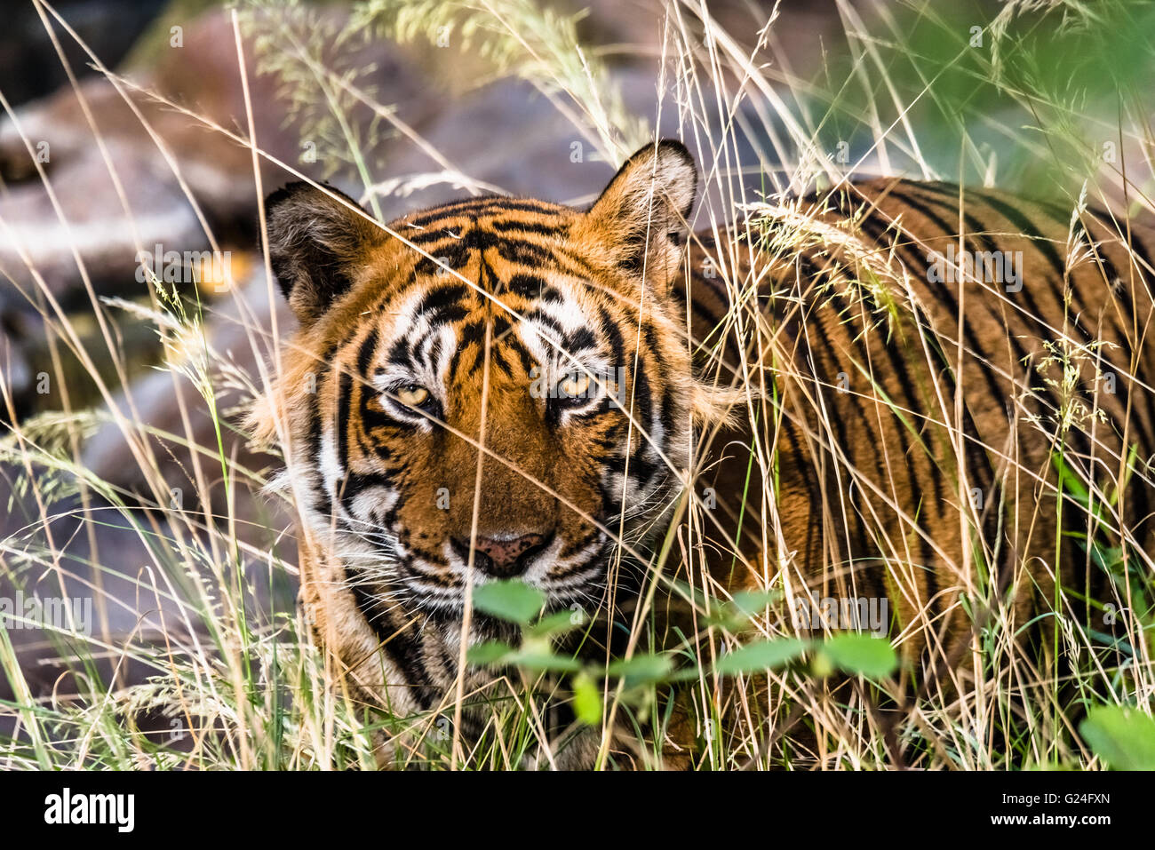 Royal Bengal Tiger namens Ustaad von Ranthambore Tiger zu reservieren, ein Spaziergang im natürlichen Lebensraum Stockfoto