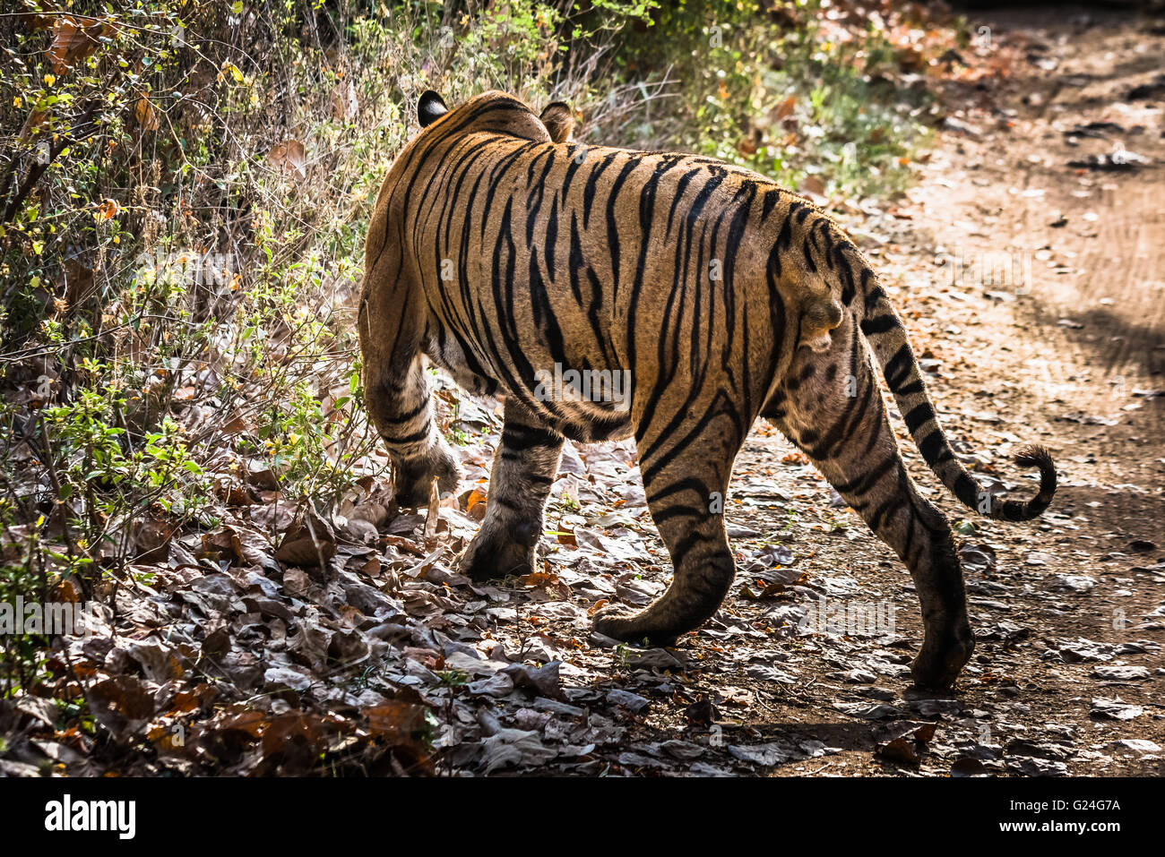 Royal Bengal Tiger namens Ustaad von Ranthambore Tiger zu reservieren, ein Spaziergang im natürlichen Lebensraum Stockfoto