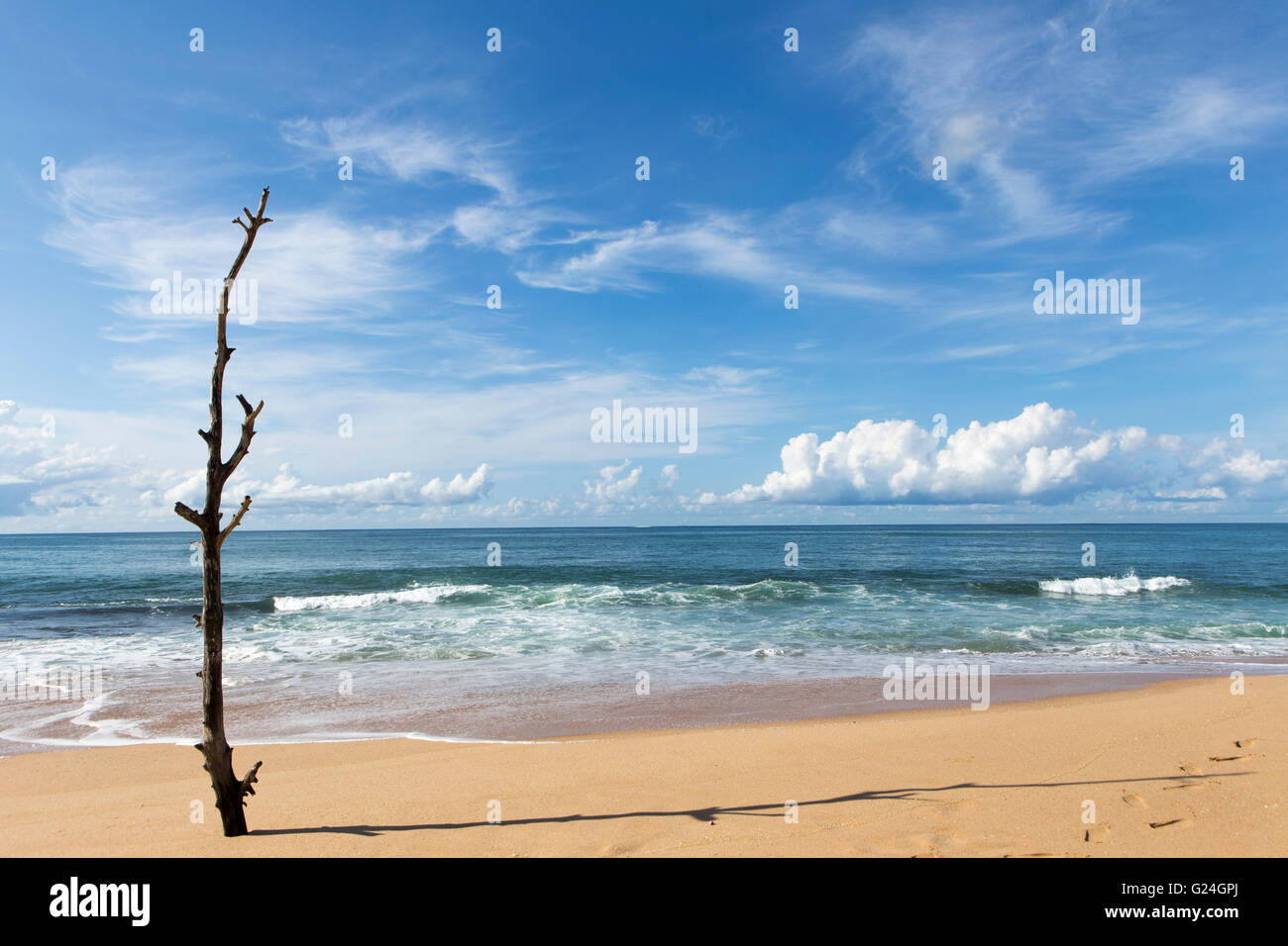 Sri LankaA toter Baum an einem Strand in der Nähe der Serein Beach Resort, Tangalle, auf der Südküste Sri Lankas, die Gegend war stark betroffen von der Tsunami-o Stockfoto
