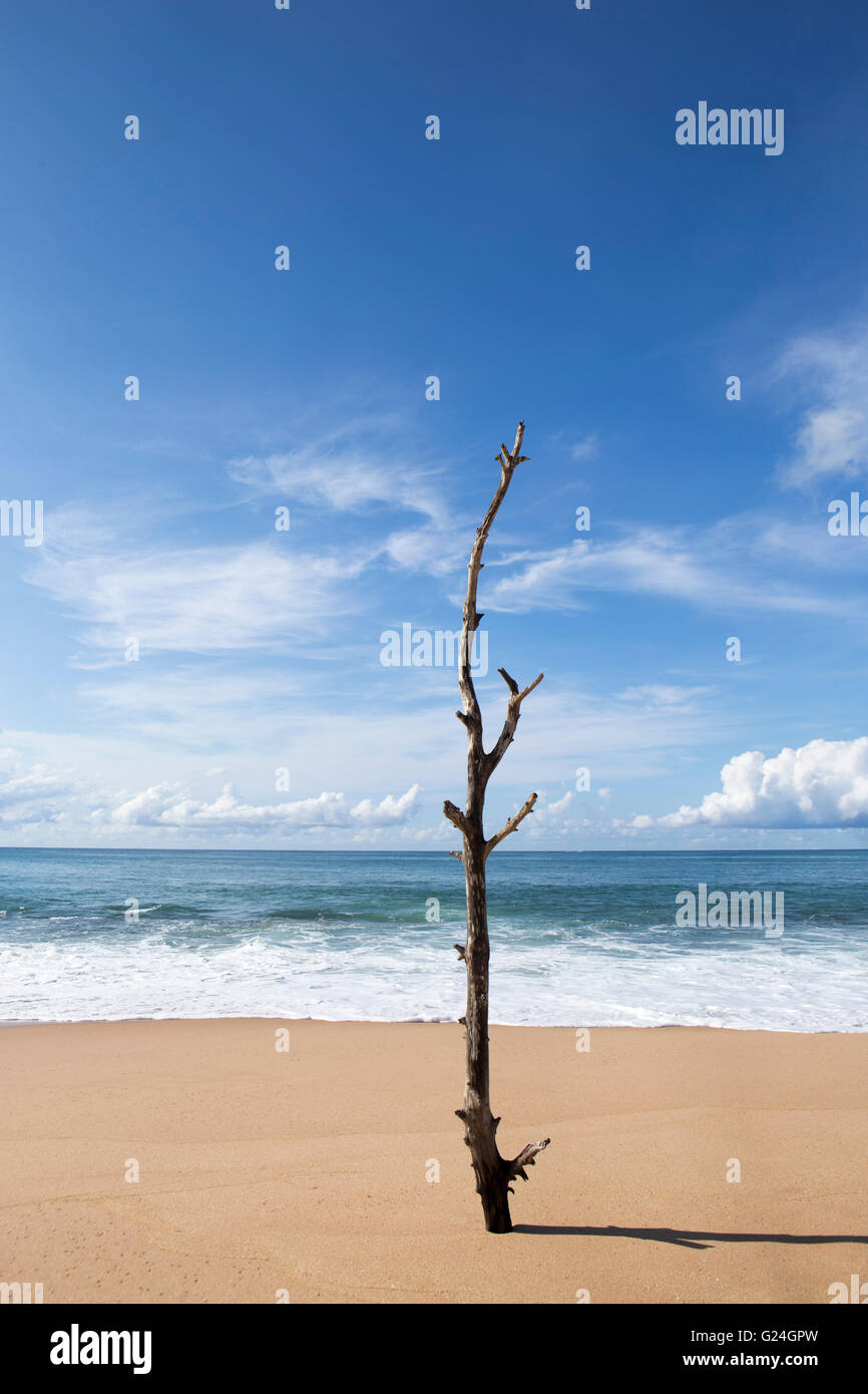 Sri LankaA toter Baum an einem Strand in der Nähe der Serein Beach Resort, Tangalle, auf der Südküste Sri Lankas, die Gegend war stark betroffen von der Tsunami-o Stockfoto