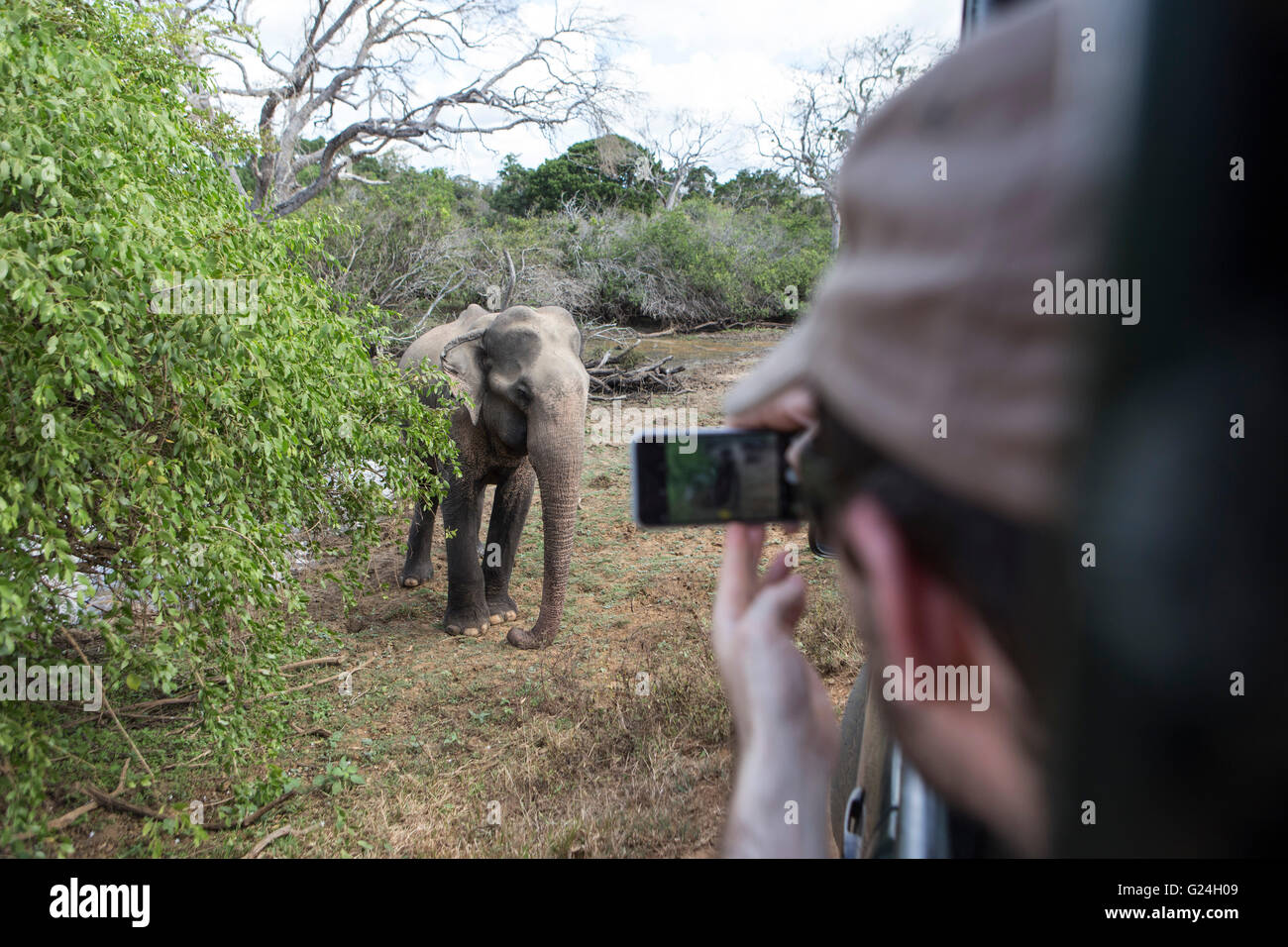 Yala National Park, Sri Lanka. Ein Tourist fotografiert ein Elefant Stockfoto