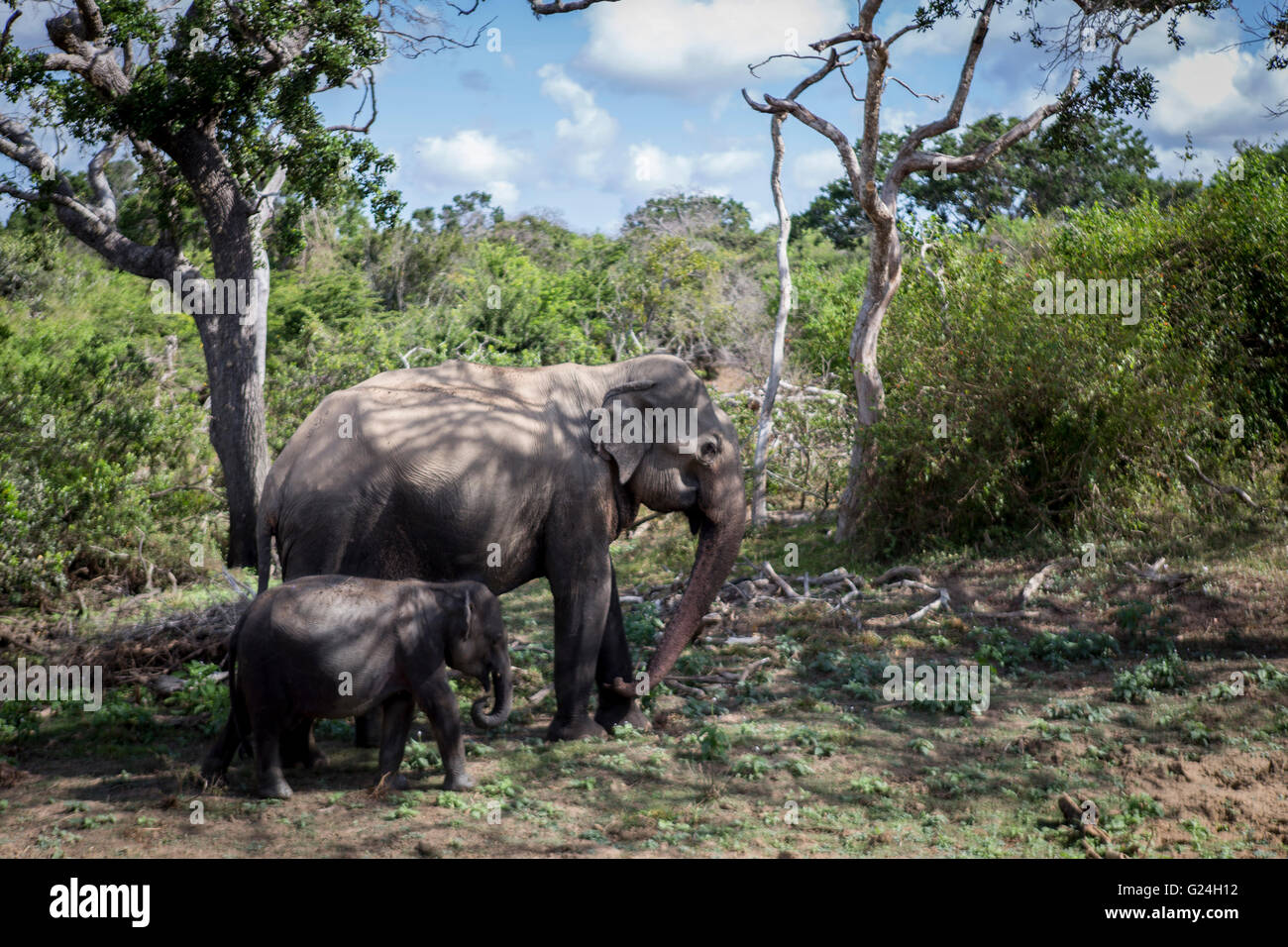 Yala National Park, Sri Lanka. Ein Baby-Elefant und Mutter Stockfoto