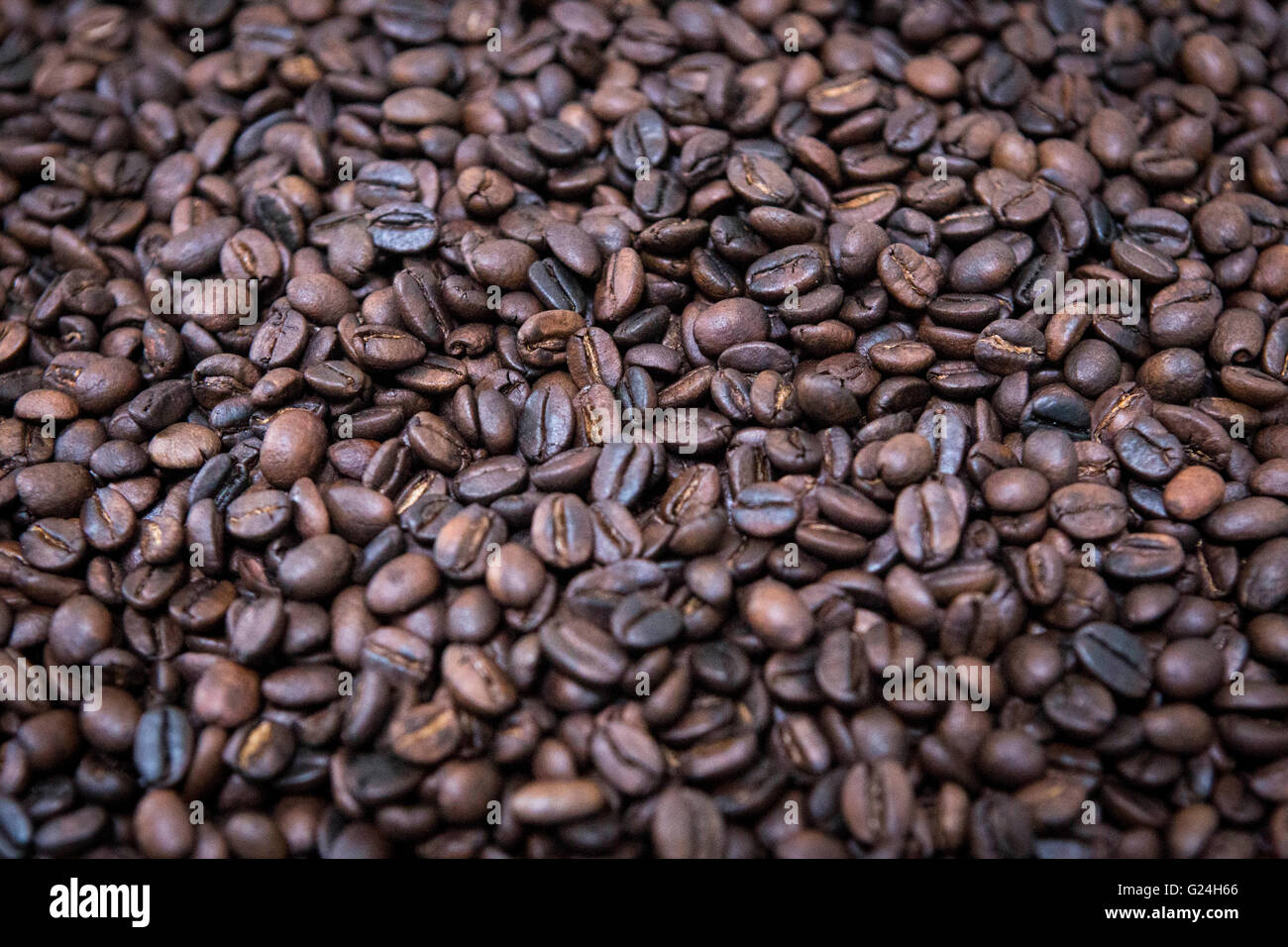 Kaffeebohnen in Sri Lanka Stockfoto