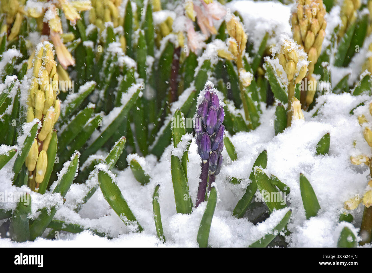 Violetten und gelben Hyazinthen im Frühlingsschnee. Stockfoto
