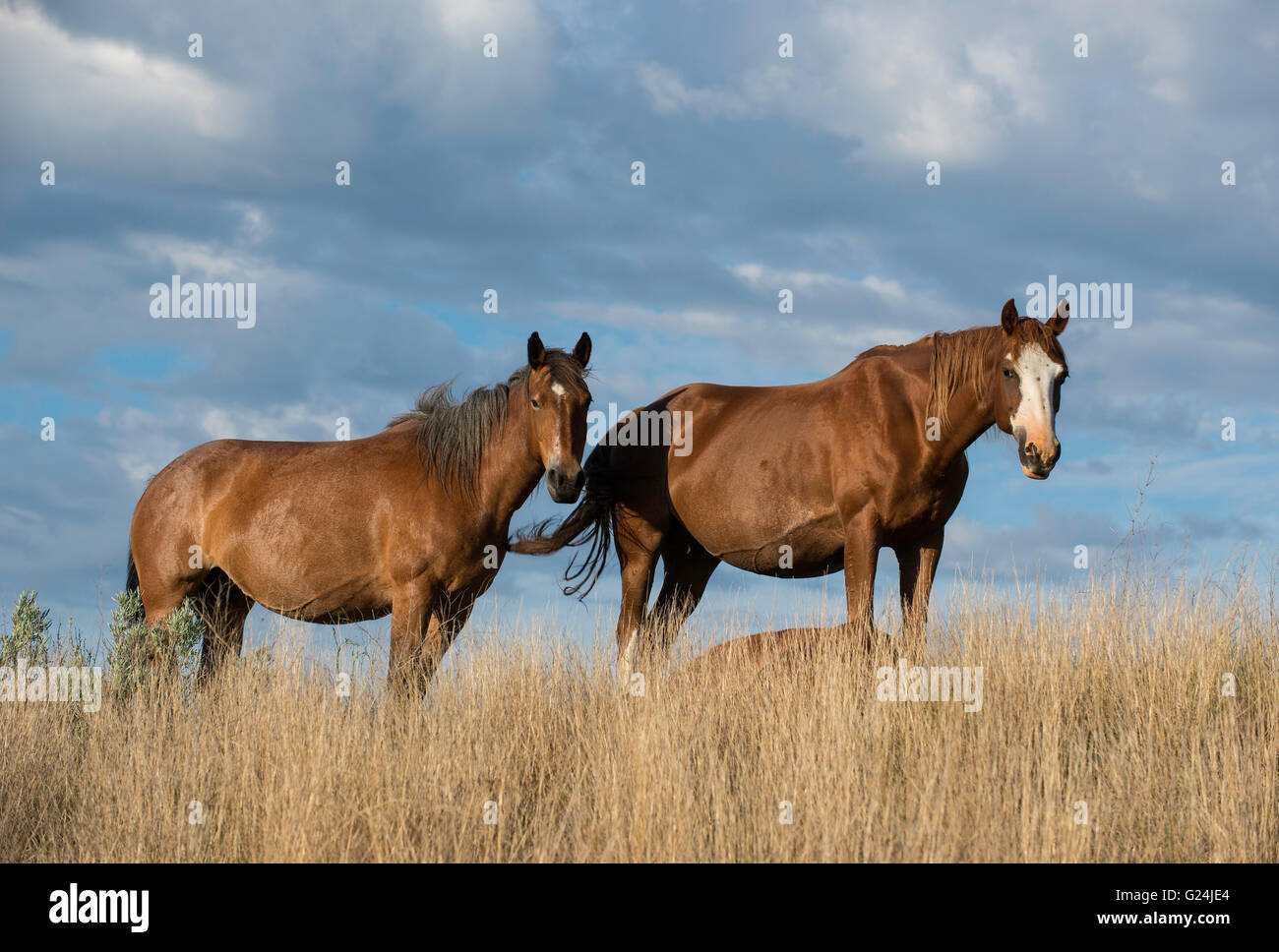 Paar Wildpferde (Equs Ferus), Mustang, Feral, Theodore-Roosevelt-Nationalpark, North Dakota, im Westen Nordamerikas Stockfoto