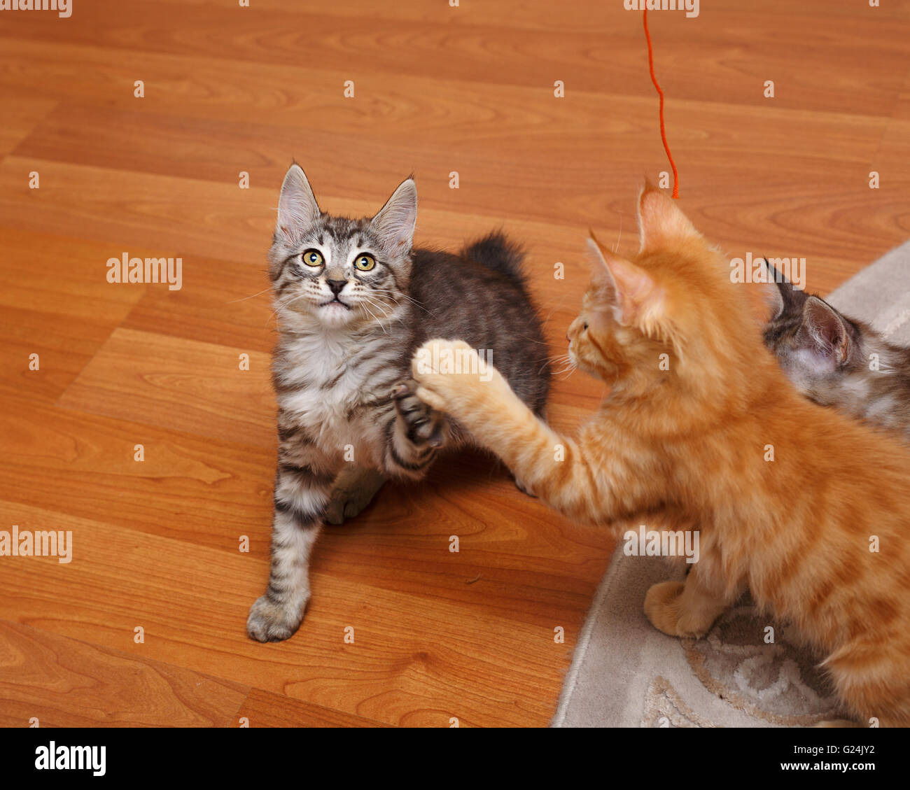 Kurilen Bobtail Kätzchen spielen. Reinrassige Katze. Nette und lustige Kätzchen. Haustier. Stockfoto