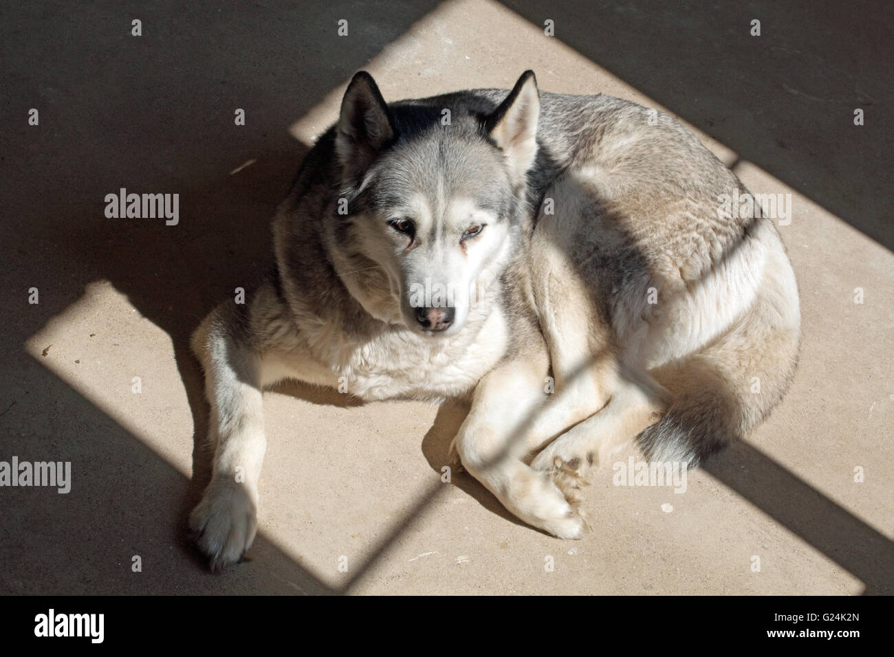 Hund, ein Siberian Husky Canis Lupus Familiaris, die Wärme der Sonne scheint durch einen Fensterrahmen auf einen Betonboden suchen Stockfoto