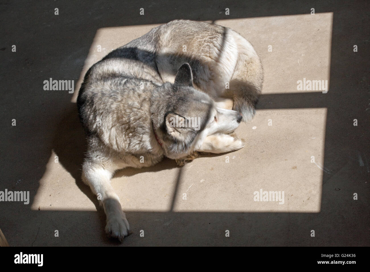 Hund, ein Siberian Husky (Canis Lupus Familiaris), die Wärme der Sonne scheint durch einen Fensterrahmen auf einen Betonboden suchen Stockfoto