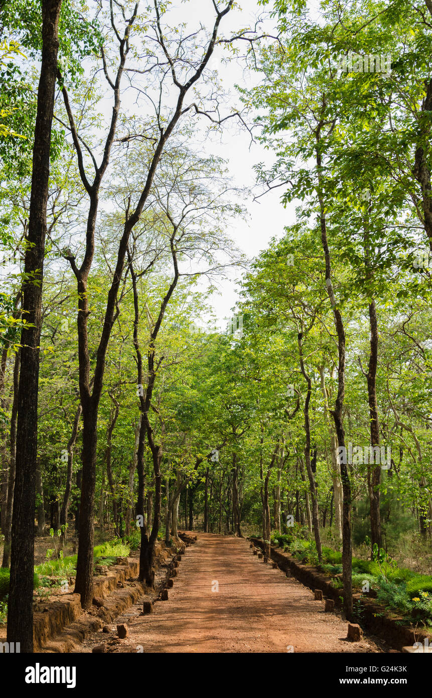 Langer Weg, gesäumt von hohen Bäumen in Satpal Arboretum, Mollem, Goa, Indien Stockfoto