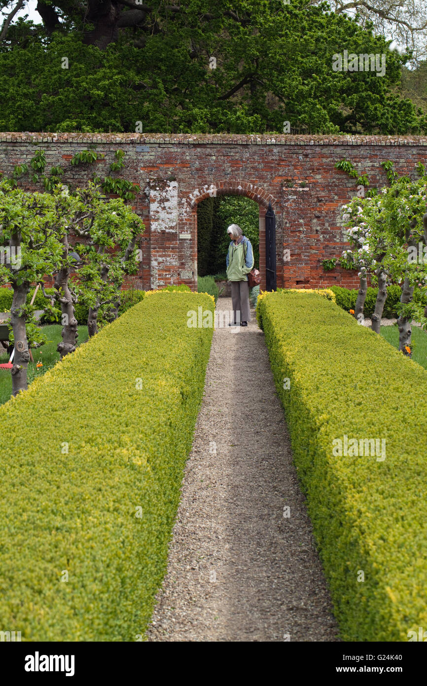 Victorian ummauerten Garten, Raveningham Gärten und Immobilien. Norwich. Norfolk. Obst-Bäume-Wanderweg mit gestutzten Buchsbaumhecken ausgerichtet. Stockfoto