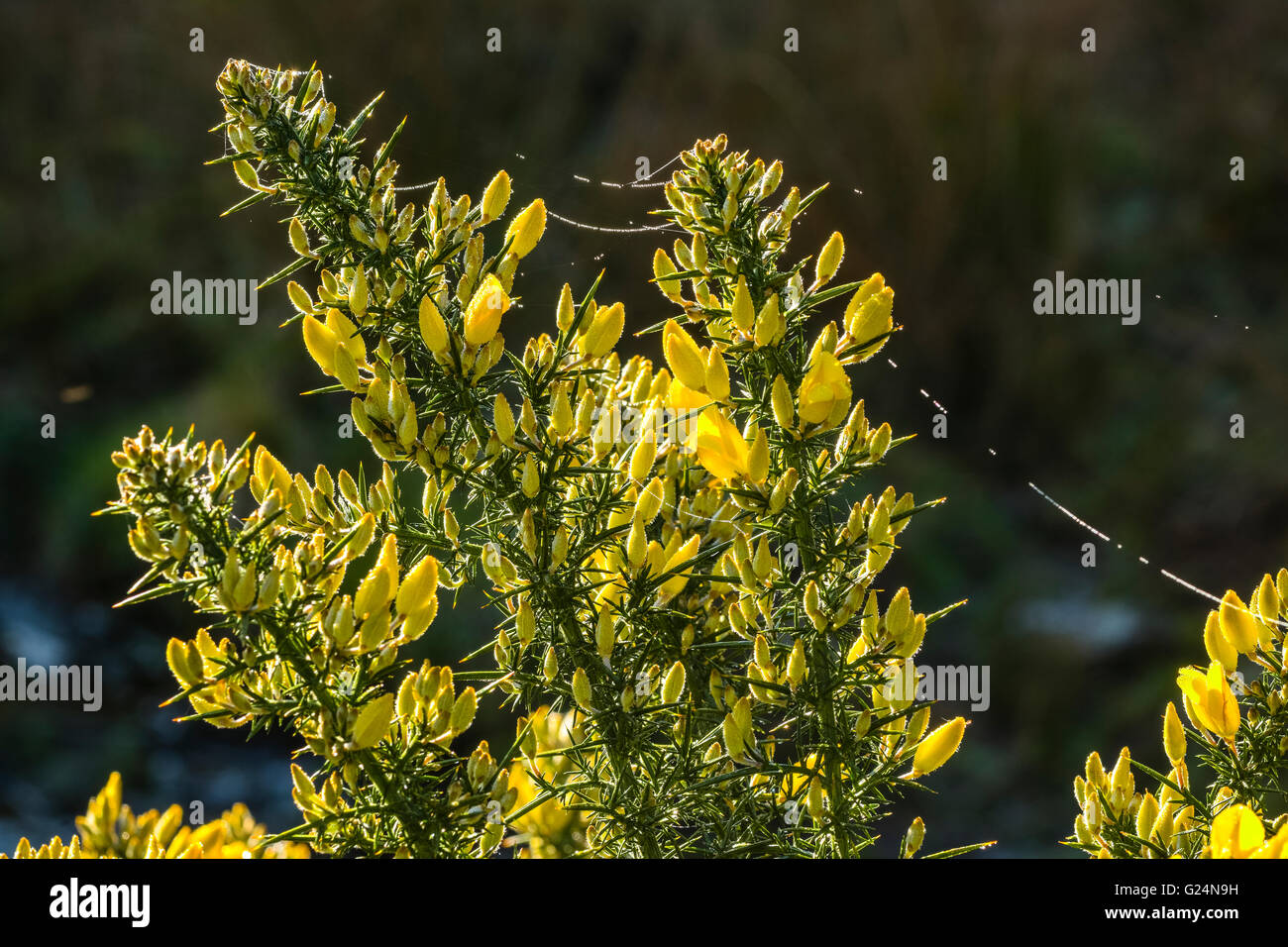 Tau auf Blumen des gemeinsamen Stechginster (Ulex Europaeus) in der Nähe von Garstang Lancashire Stockfoto