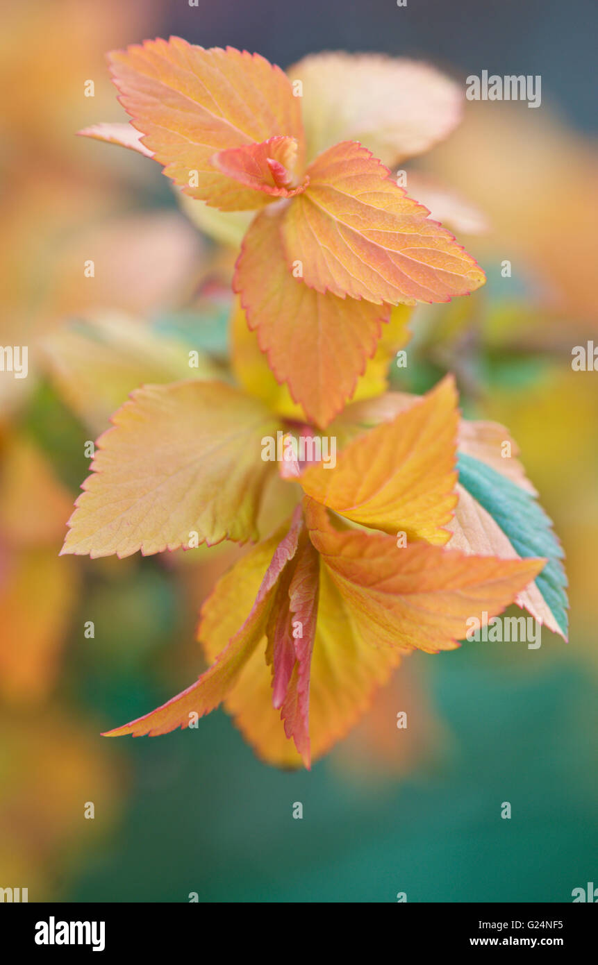 Frühling lässt Spiraea Japonica Goldflame Stockfoto