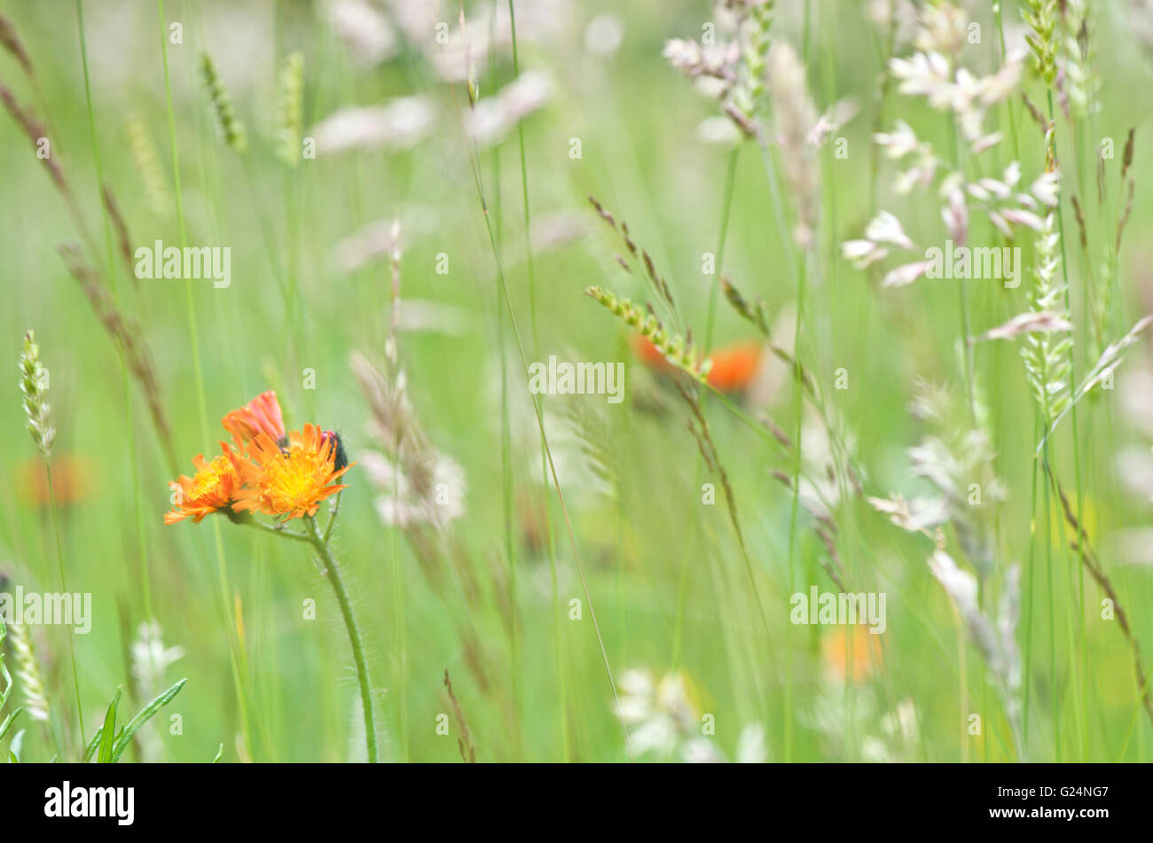 Orange-Habichtskraut in Wiese Gräser wachsen Stockfoto