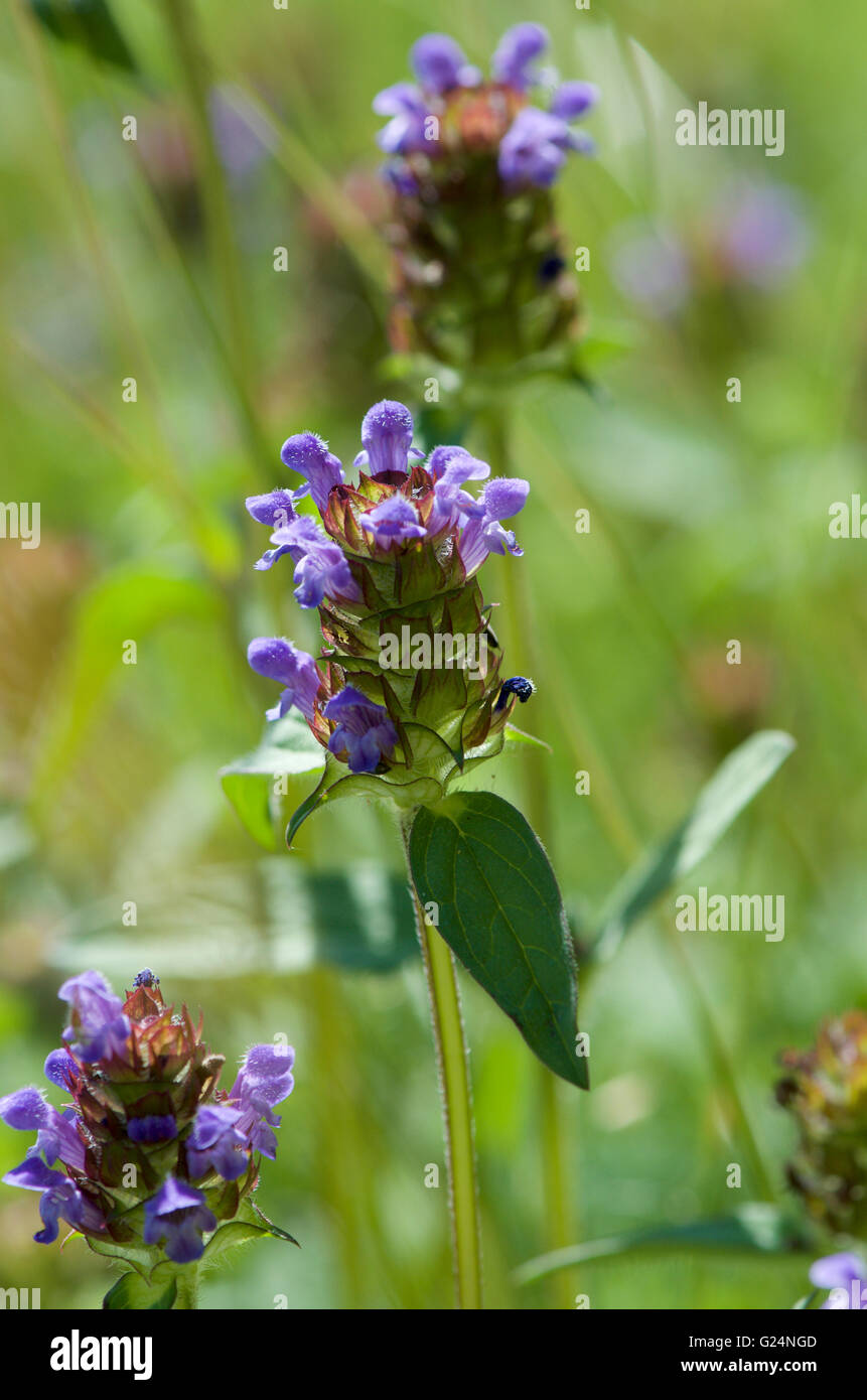 Selfheal oder Prunella vulgaris Stockfoto