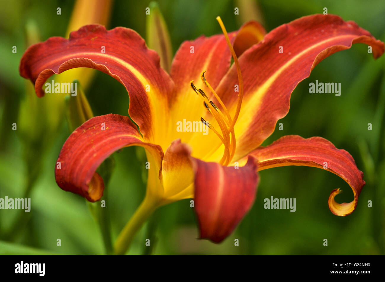 Taglilie Hemerocallis fulva Stockfoto