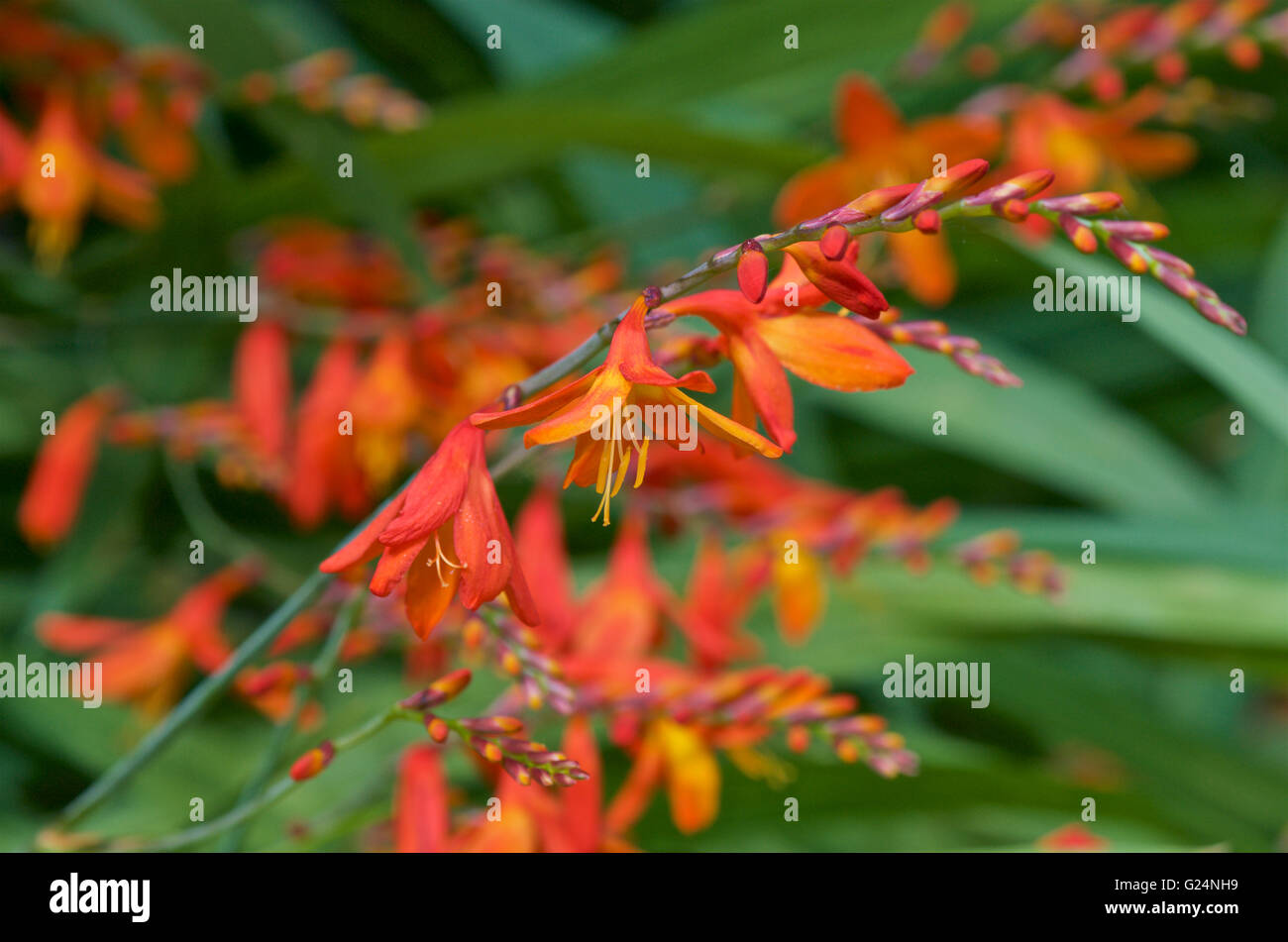 Orange Crocosmia X crocosmiiflora in Knospe und Blüte Stockfoto