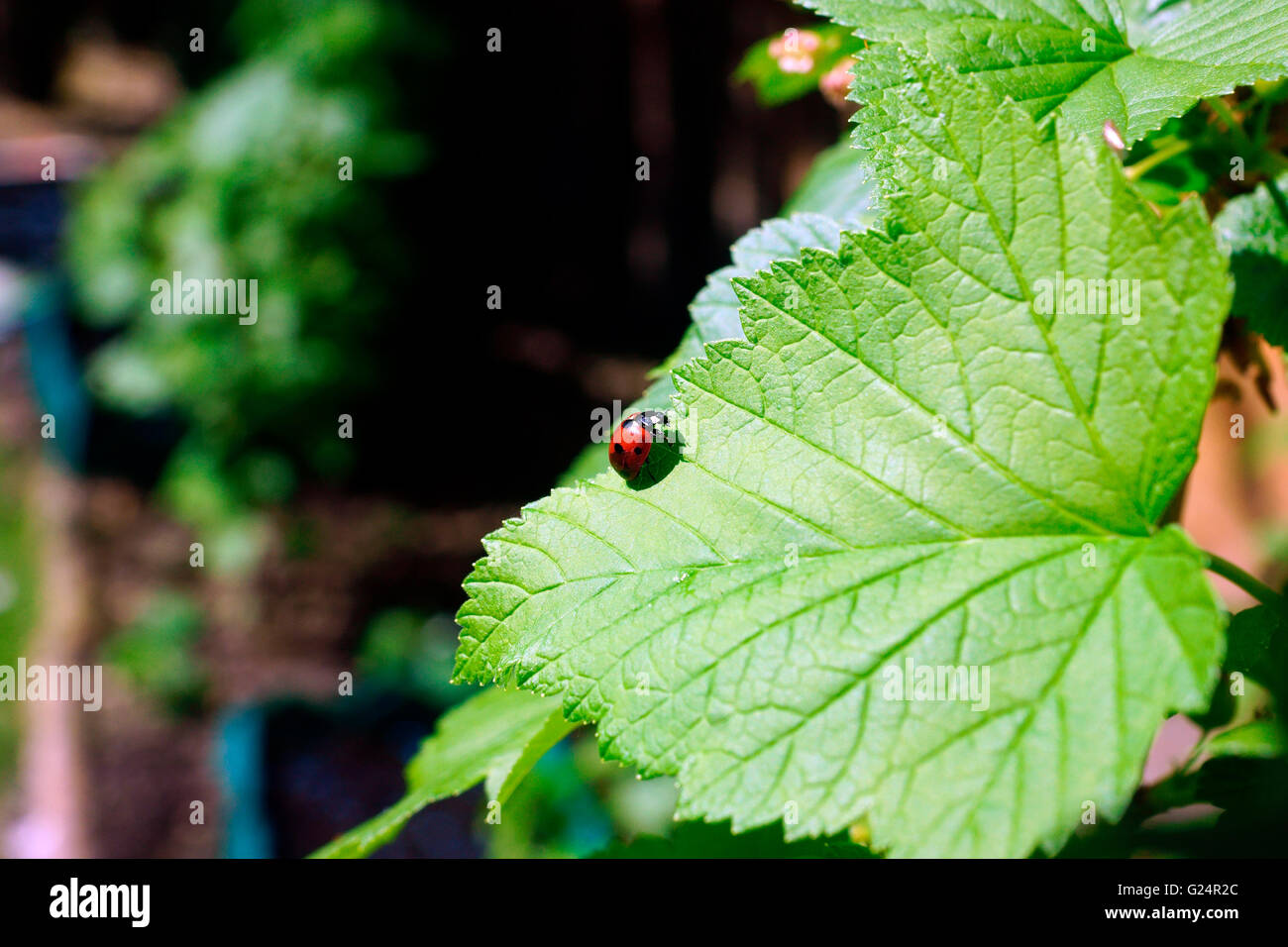 MARIENKÄFER ROT / SCHWARZE FLECKEN AUF SCHWARZEN JOHANNISBEEREN BLATT. Stockfoto