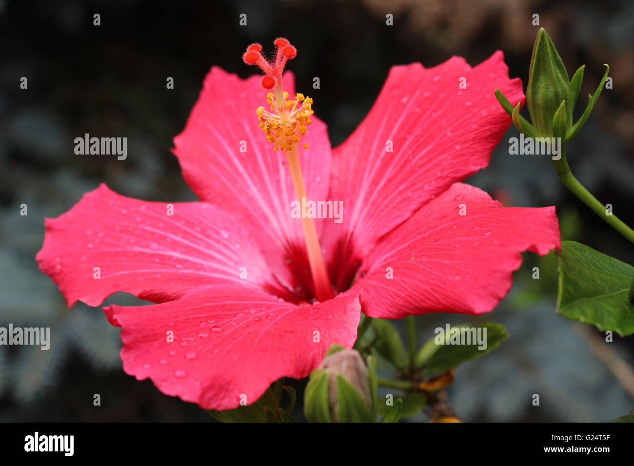 Hibiscus Rosa-Sinensis, umgangssprachlich als China-Rose, chinesischer Hibiskus, Hawaii Hibiskus und Shoeblackplant. Stockfoto