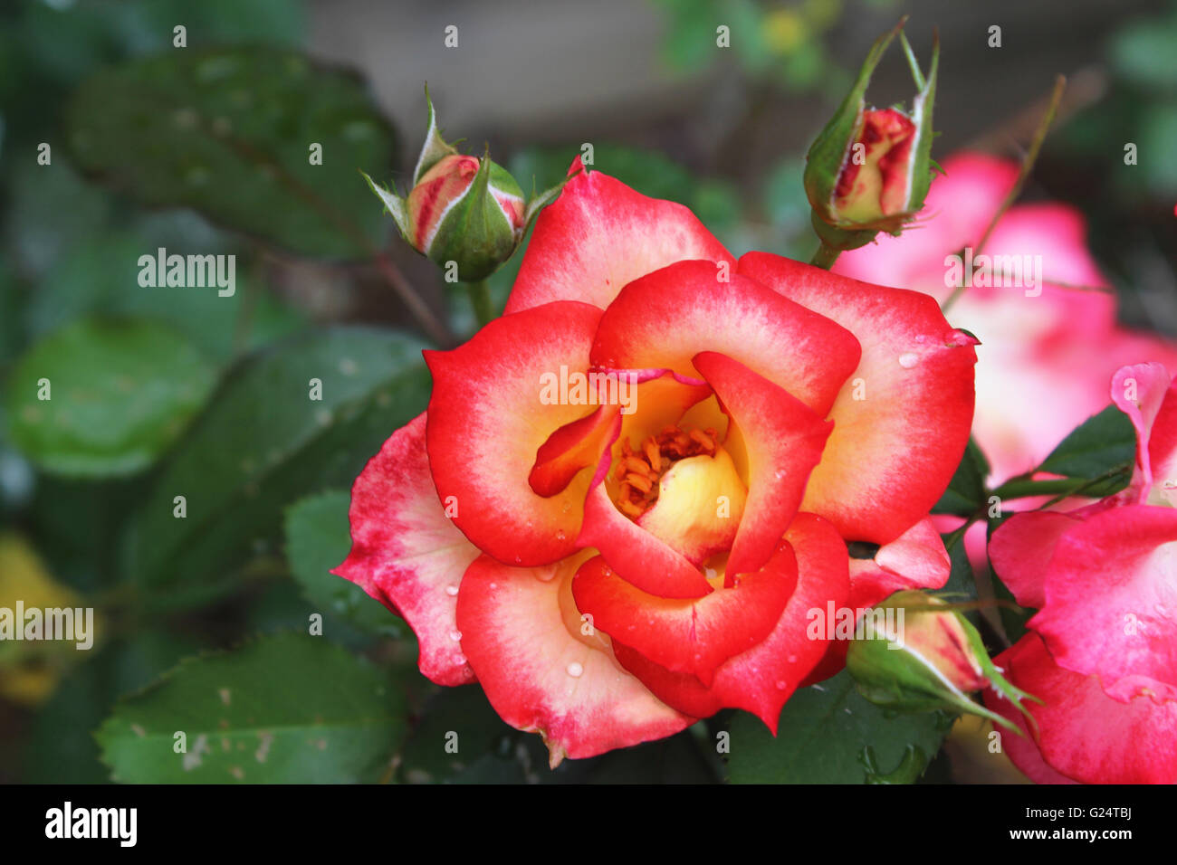 Eine Rose ist eine holzige mehrjährige blühende Pflanze der Gattung Rosa, in der Familie der Rosengewächse, oder die Blume, die sie trägt. Stockfoto
