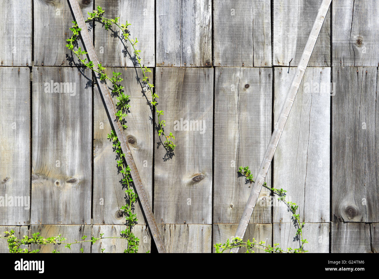 Kriechende Pflanze auf einer Holzwand Stockfoto