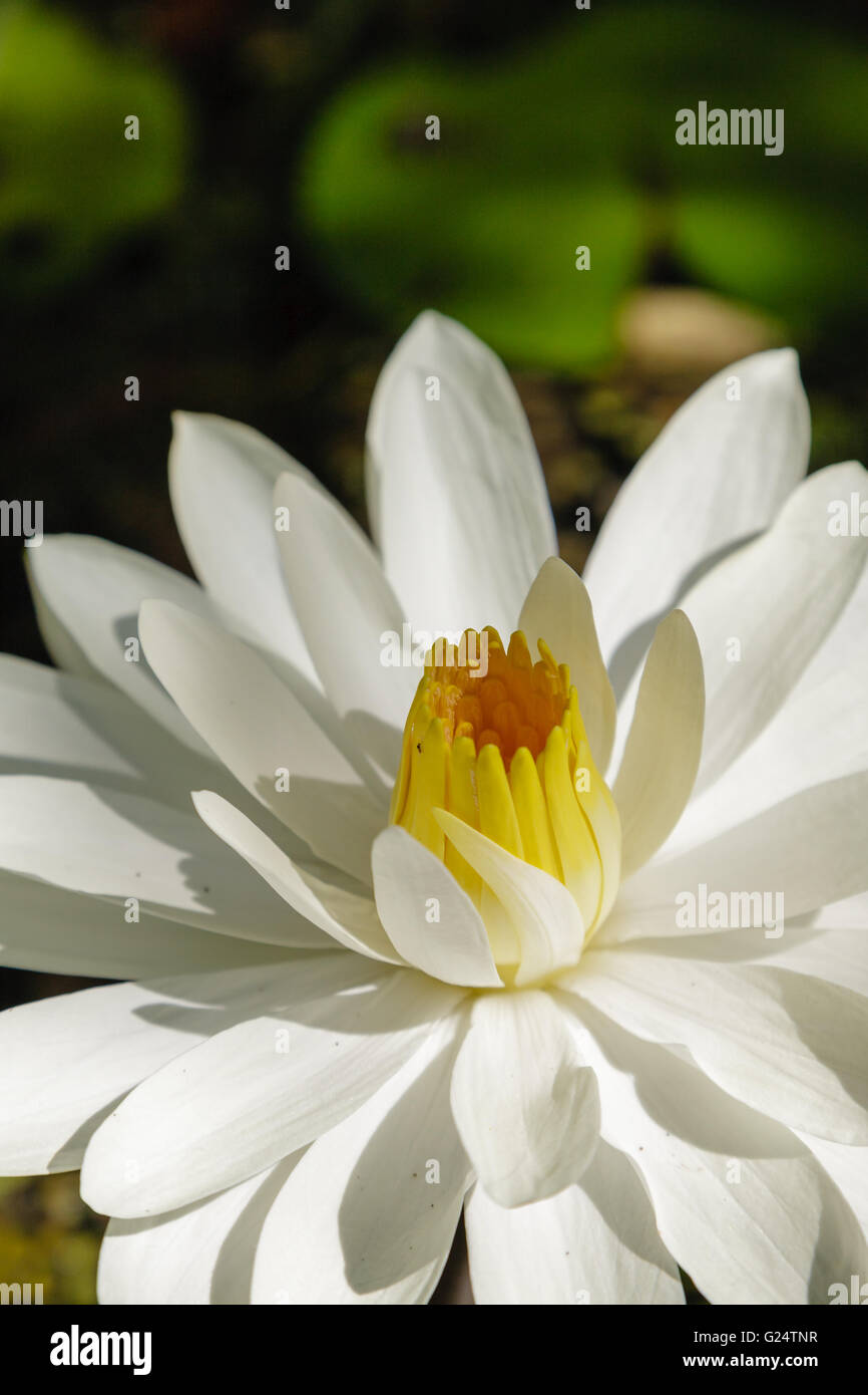 Ein vertikales Bild einer weißen Lotusblume mit gelber Mitte. Stockfoto