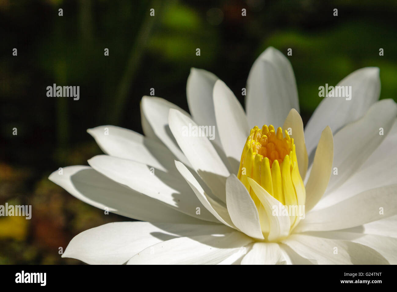Ein horizontales Bild einer weißen Lotusblume mit gelber Mitte. Stockfoto