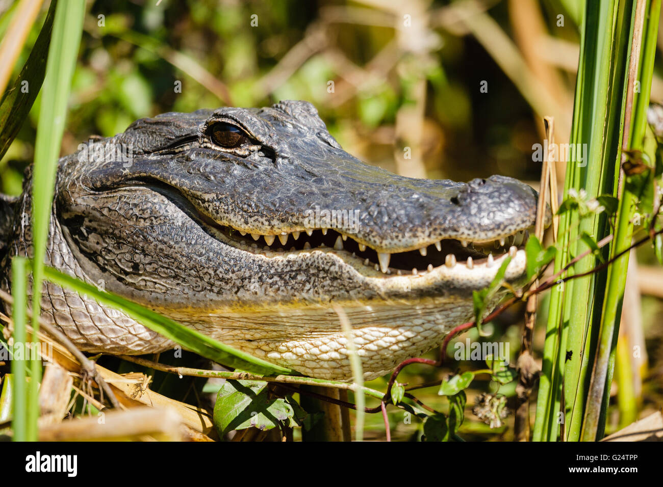 Nahaufnahme Kopfaufnahme eines Alligators in den Florida Everglades. Stockfoto