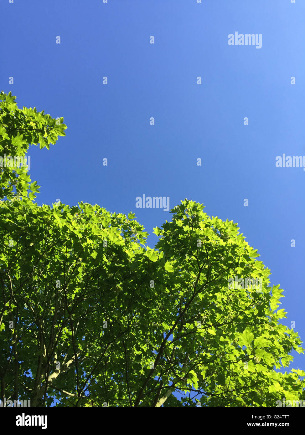 Grafik von strahlend blauer Himmel und leuchtend grünen Baumspitze, verlässt abstraktes Bild von sonnigen blauen Himmel und leuchtend grün mit viel Platz für Typ Stockfoto