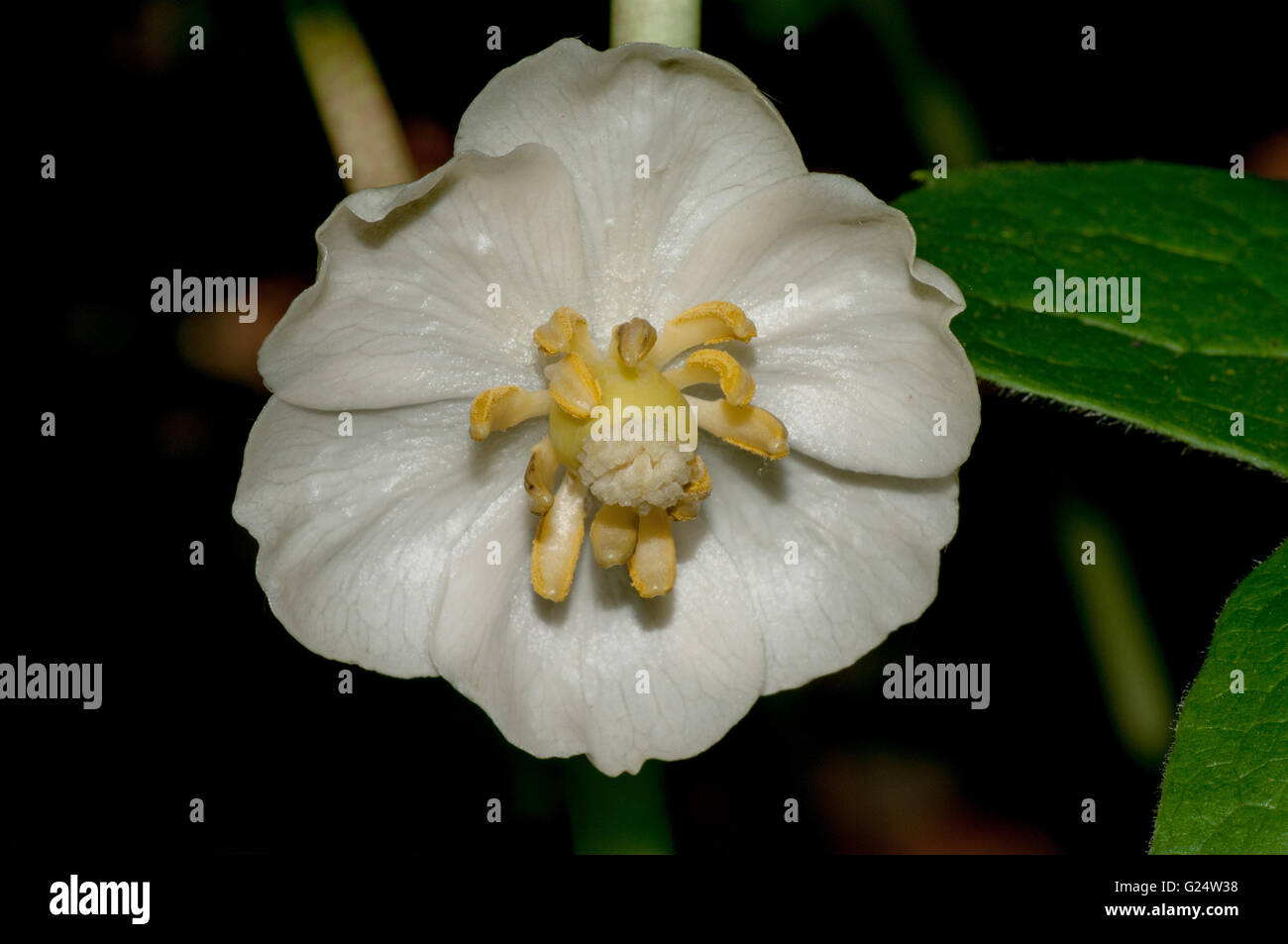 Eine Nahaufnahme Makroaufnahme einer Mayapple Blüte Stockfoto