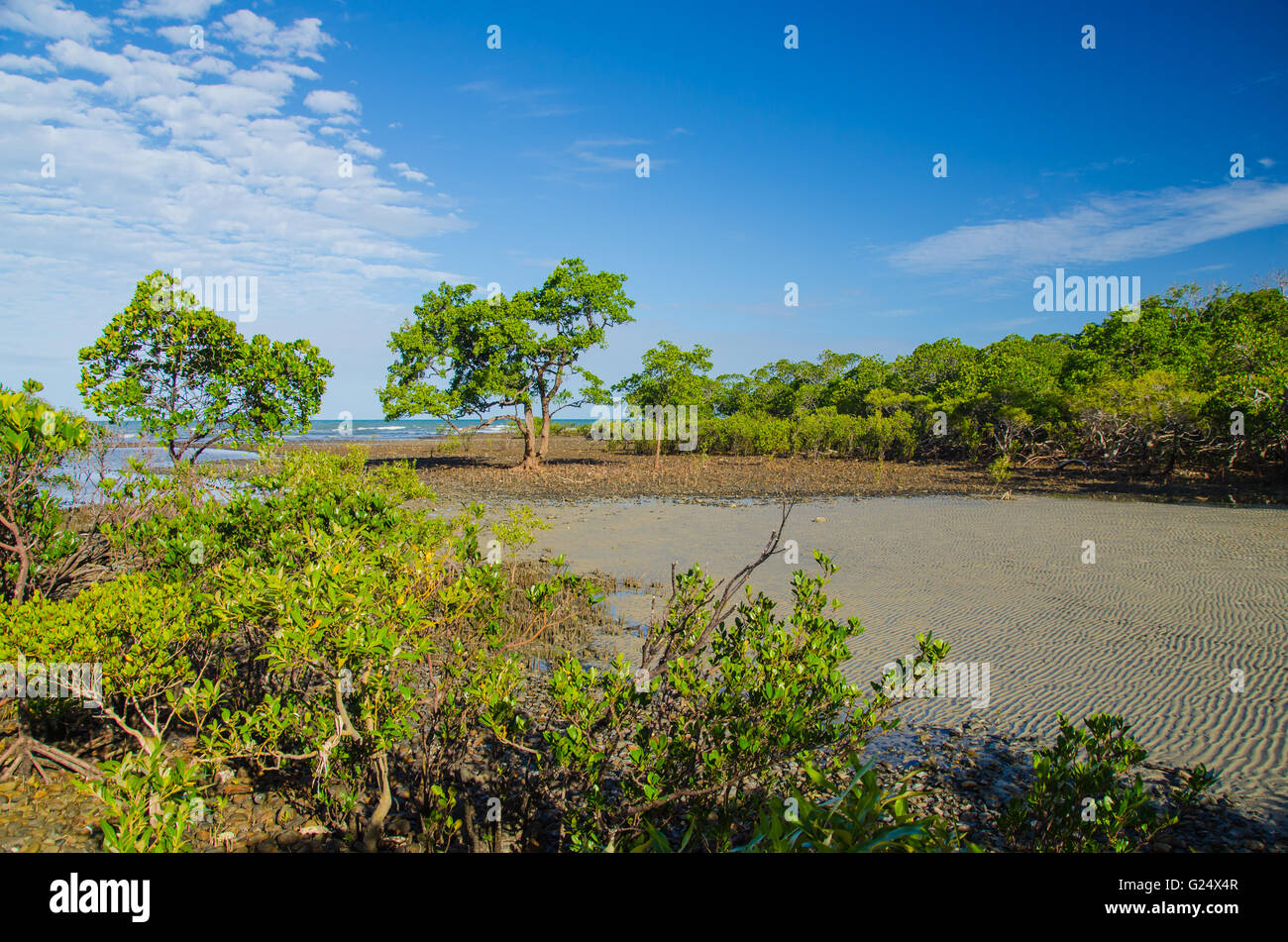 Mangroven. Stockfoto