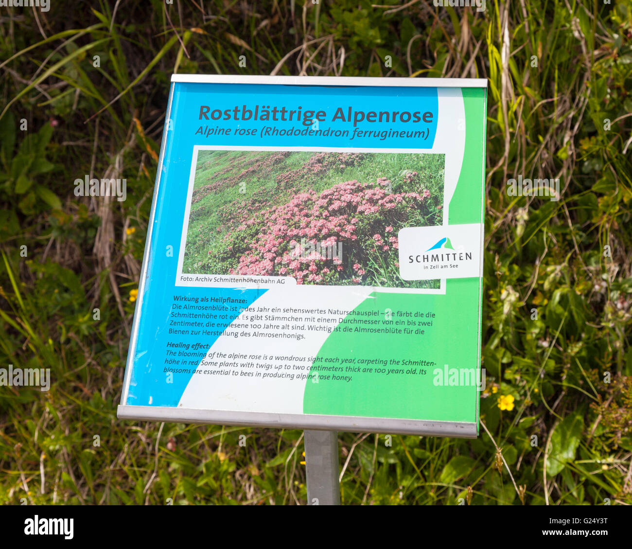 Ein Schild auf dem Schmitten Berg oder Schmittenhöhe über die Alpenrosen (Rhododendron Ferrugineum) oder Rostblattrige Alpenrose Stockfoto