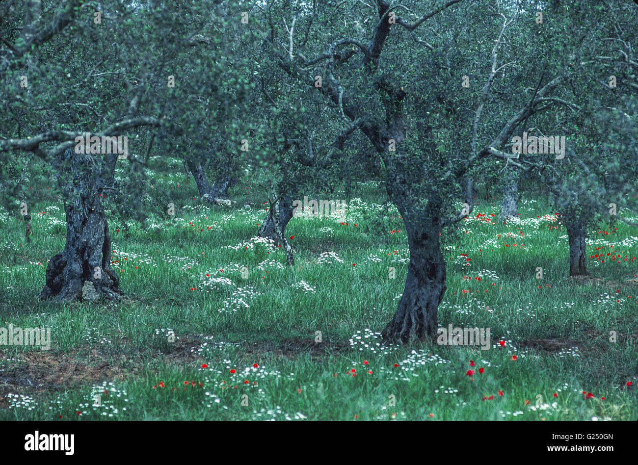 alte Olivenbäume in der Provinz Lecce Apulien Stockfoto