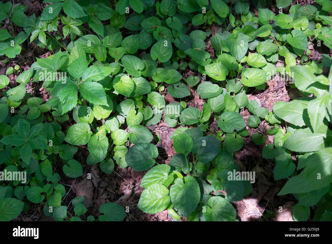 Ein Muster von grünen Pflanzen auf dem Waldboden im unteren Michigan. Stockfoto