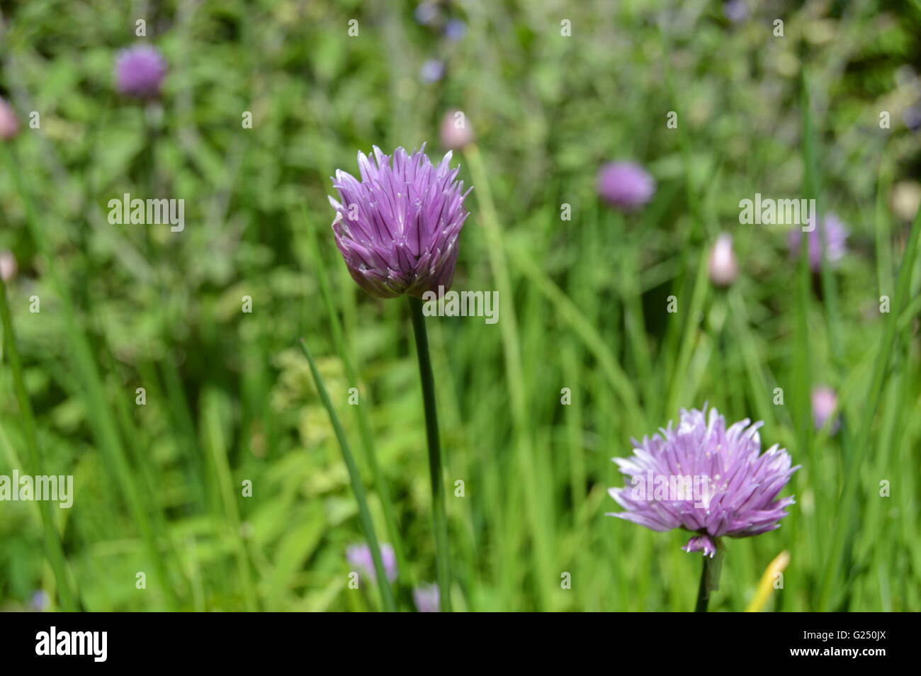 Schnittlauch ist der allgemeine Name des Allium Schoenoprasum, eine essbaren Arten der Gattung Allium Stockfoto