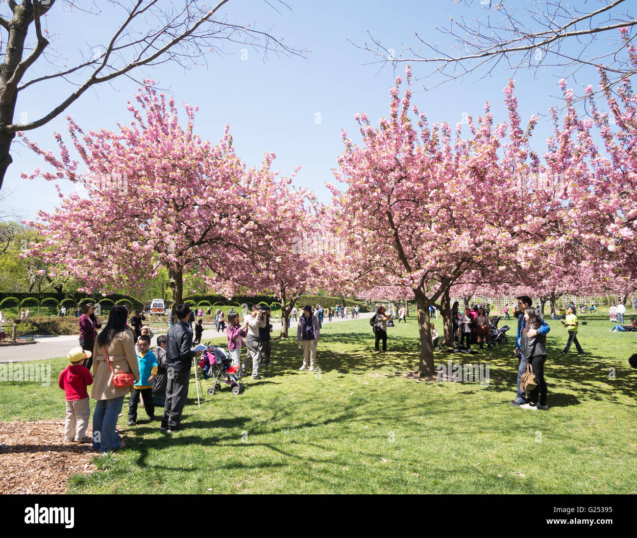 Besucher genießen Frühling blühen in Brooklyn Botanic Garden, New York, USA Stockfoto